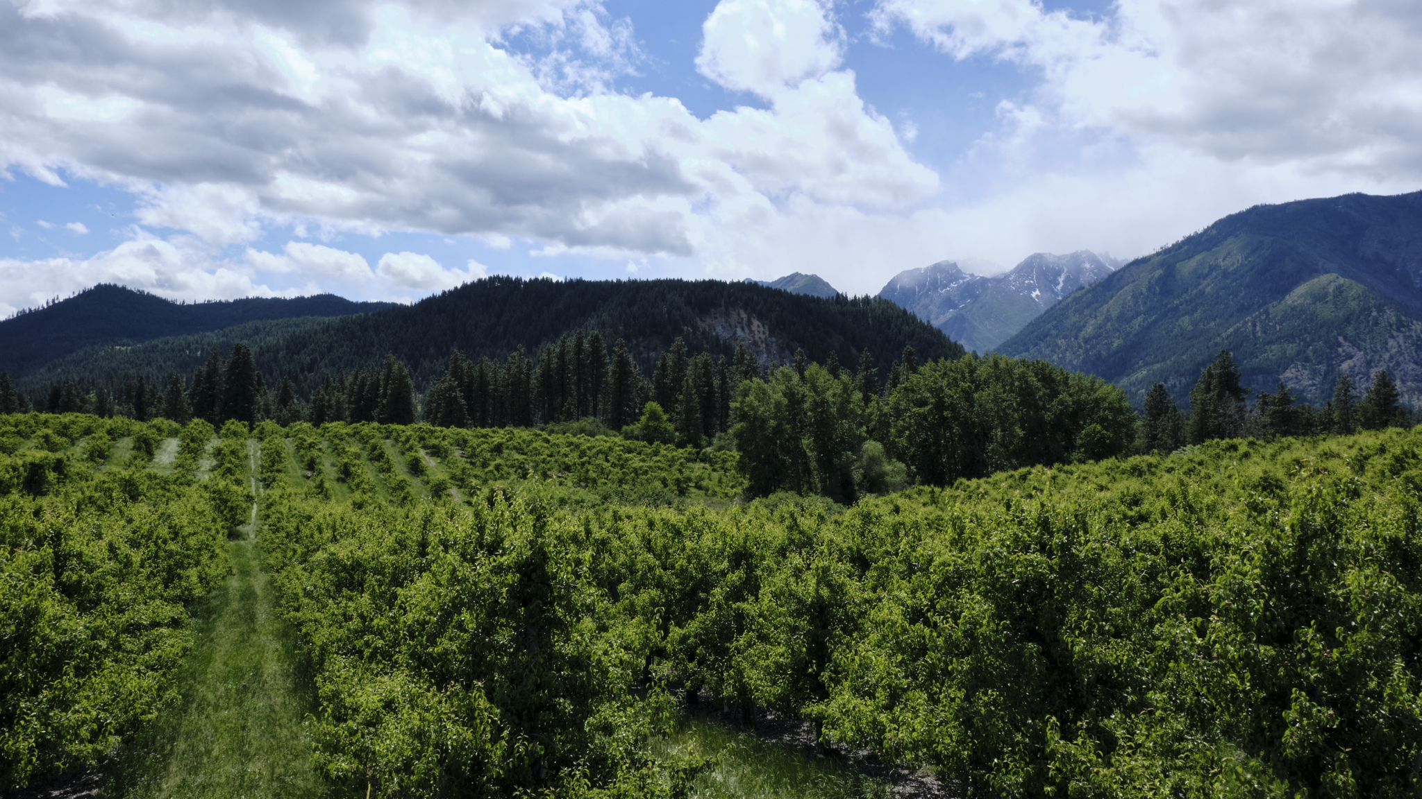 Green orchard rows stretch towards forested hills and distant mountains under a cloudy sky. - Leavenworth to Peshastin Pinnacles State Park