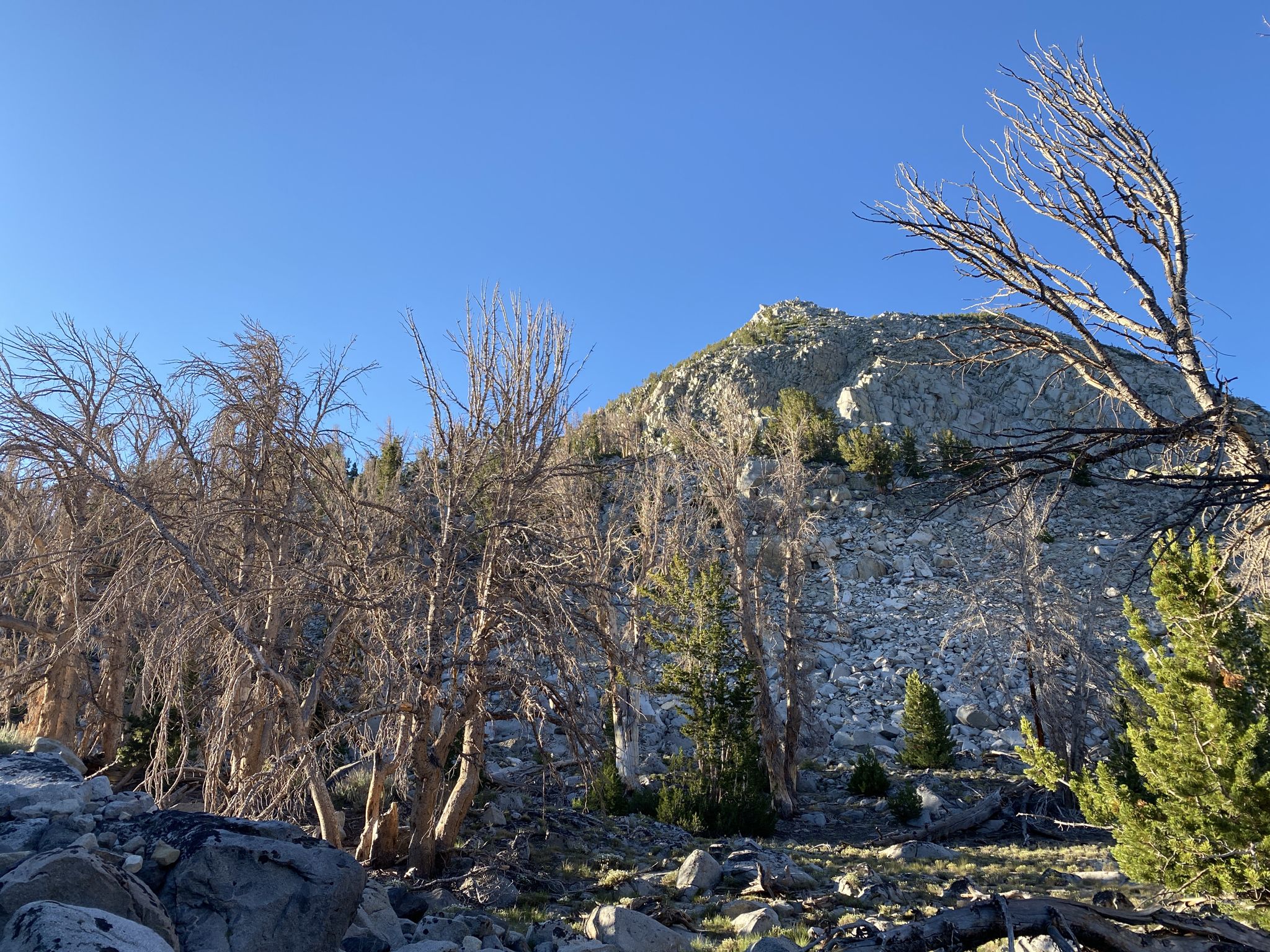 Barren trees stand before a rocky mountain peak under a clear sky. - Dorothy Lake Loop