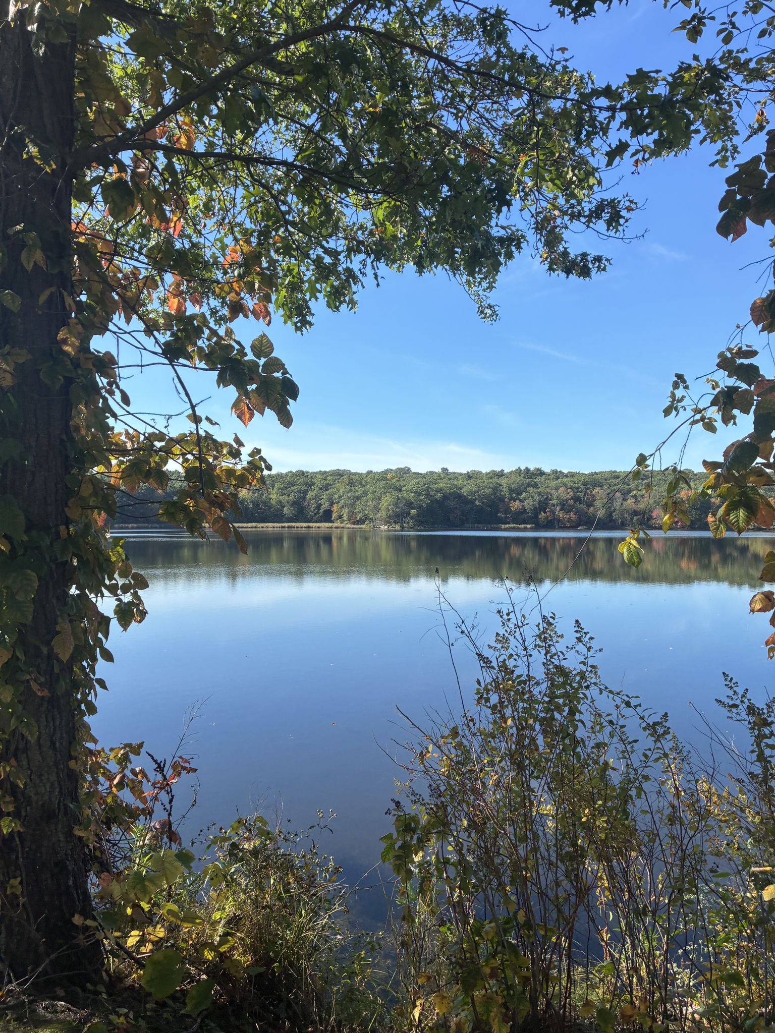 Calm lake framed by green and autumn trees under a clear blue sky. - Healthy Heart Trail
