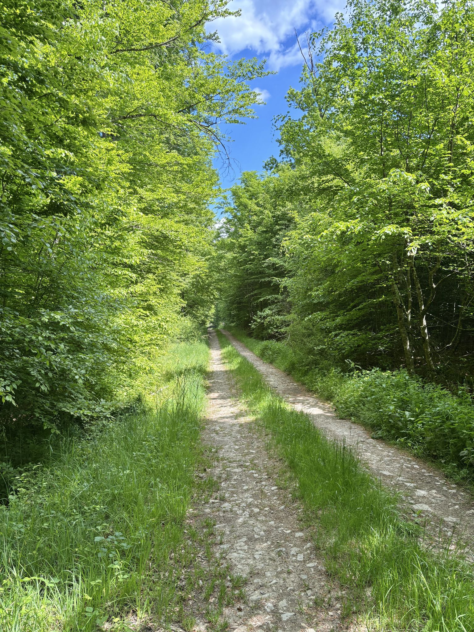Chemin dans la forêt de Neuweyerhof