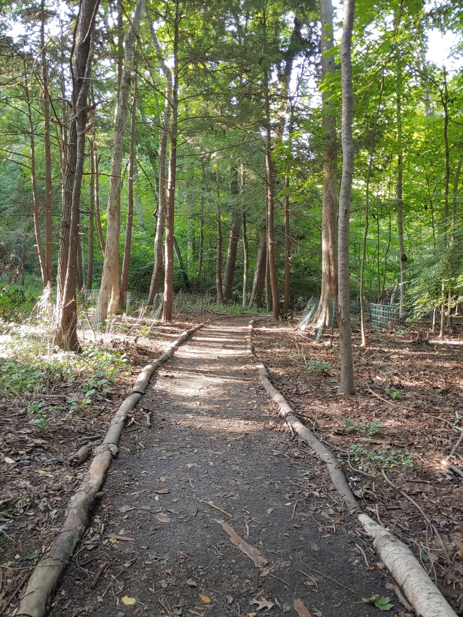 A sun-dappled dirt path winds through a dense, green forest. - Rockwood Lake & Mianus River Park loop