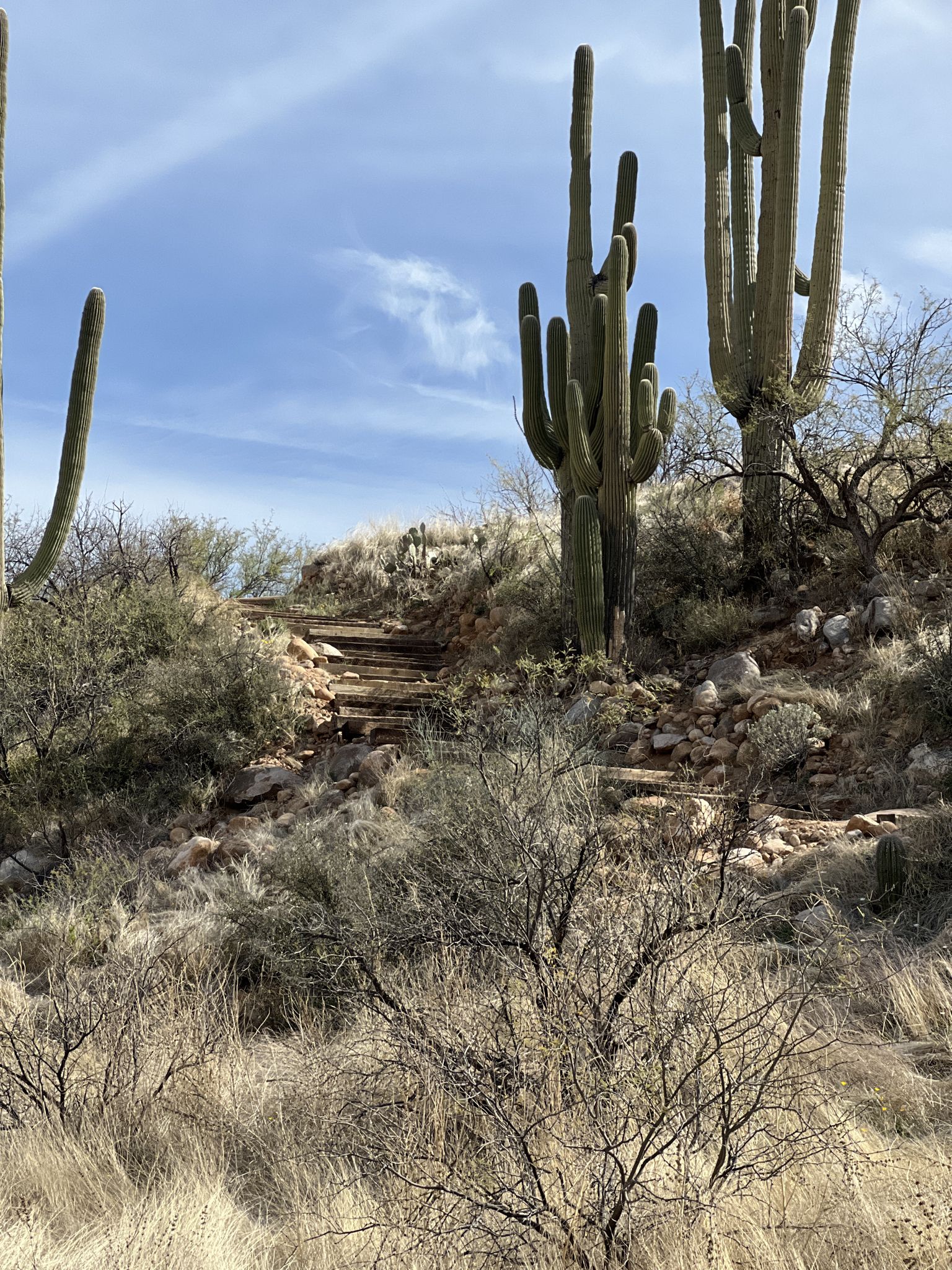 Desert trail with wooden steps ascending a hill, flanked by tall saguaro cacti. - Sutherland Trail