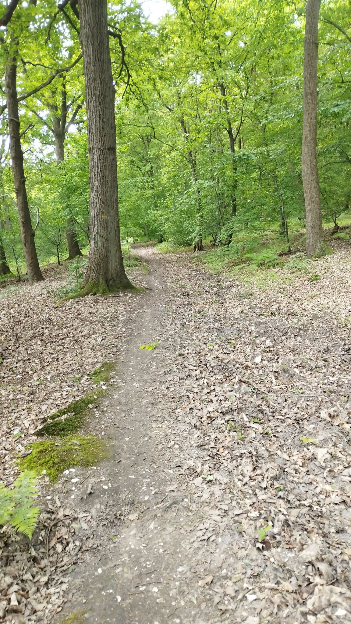 Passage en forêt