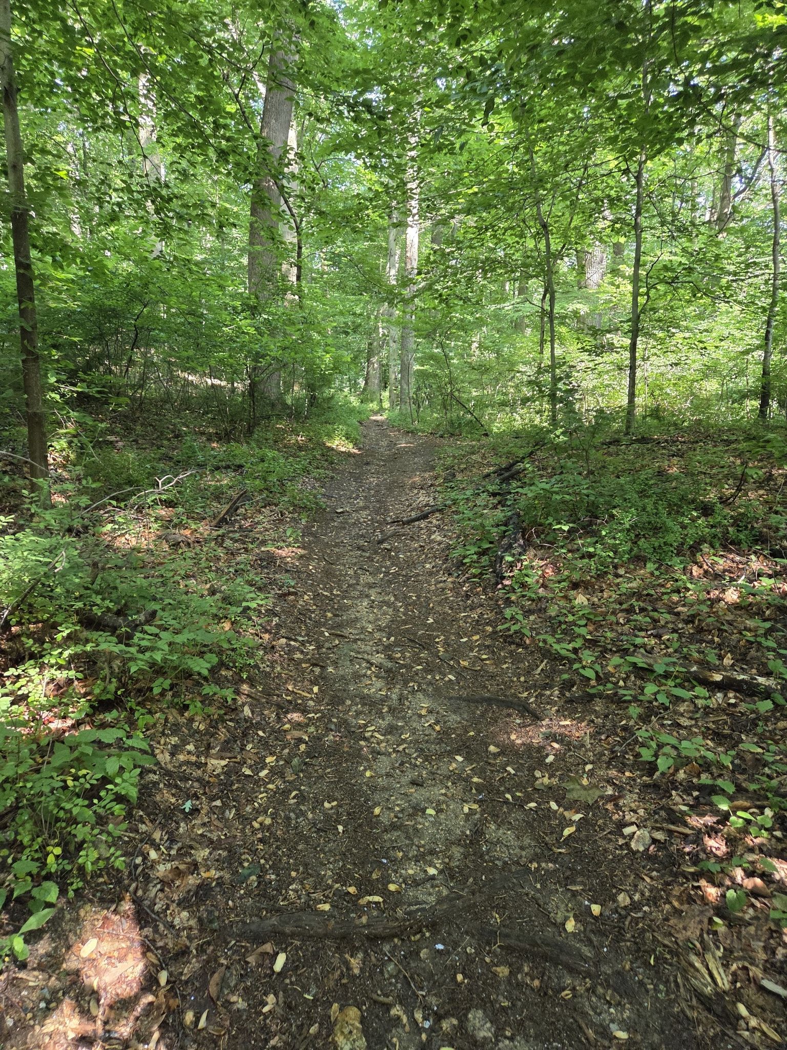 A sun-dappled dirt path winds through a dense green forest. - Rocky Run – Ramsey Farm loop from First State National Historical Park