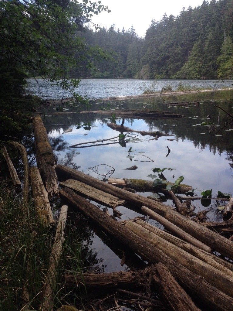 Logs float in a calm lake surrounded by dense green forest. - Little Summit – Mount Constitution loop from Little Summit
