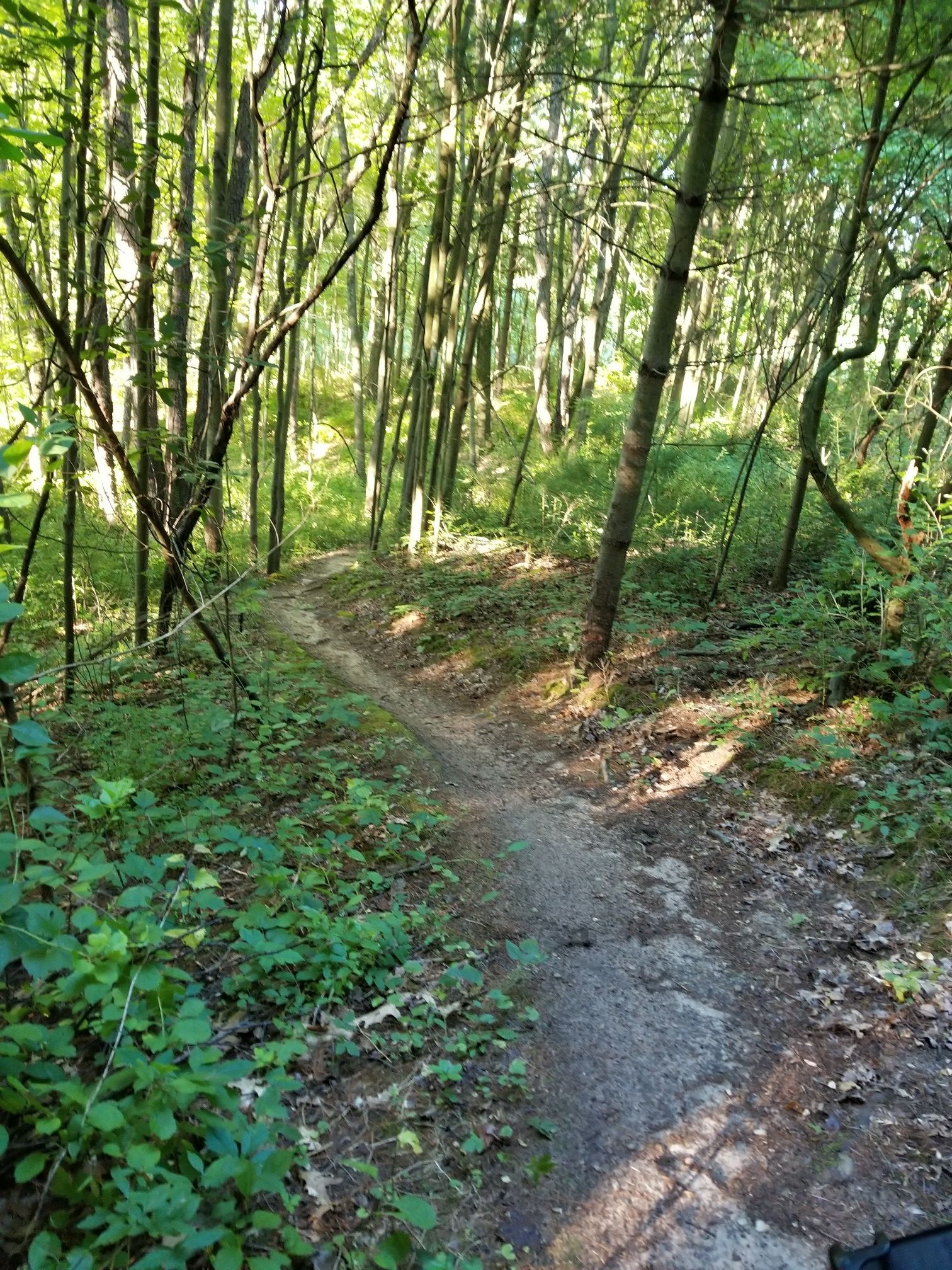 A winding dirt trail through a bright, dense green forest. - Brighton State Recreation Area loop from Brighton State Recreation Area