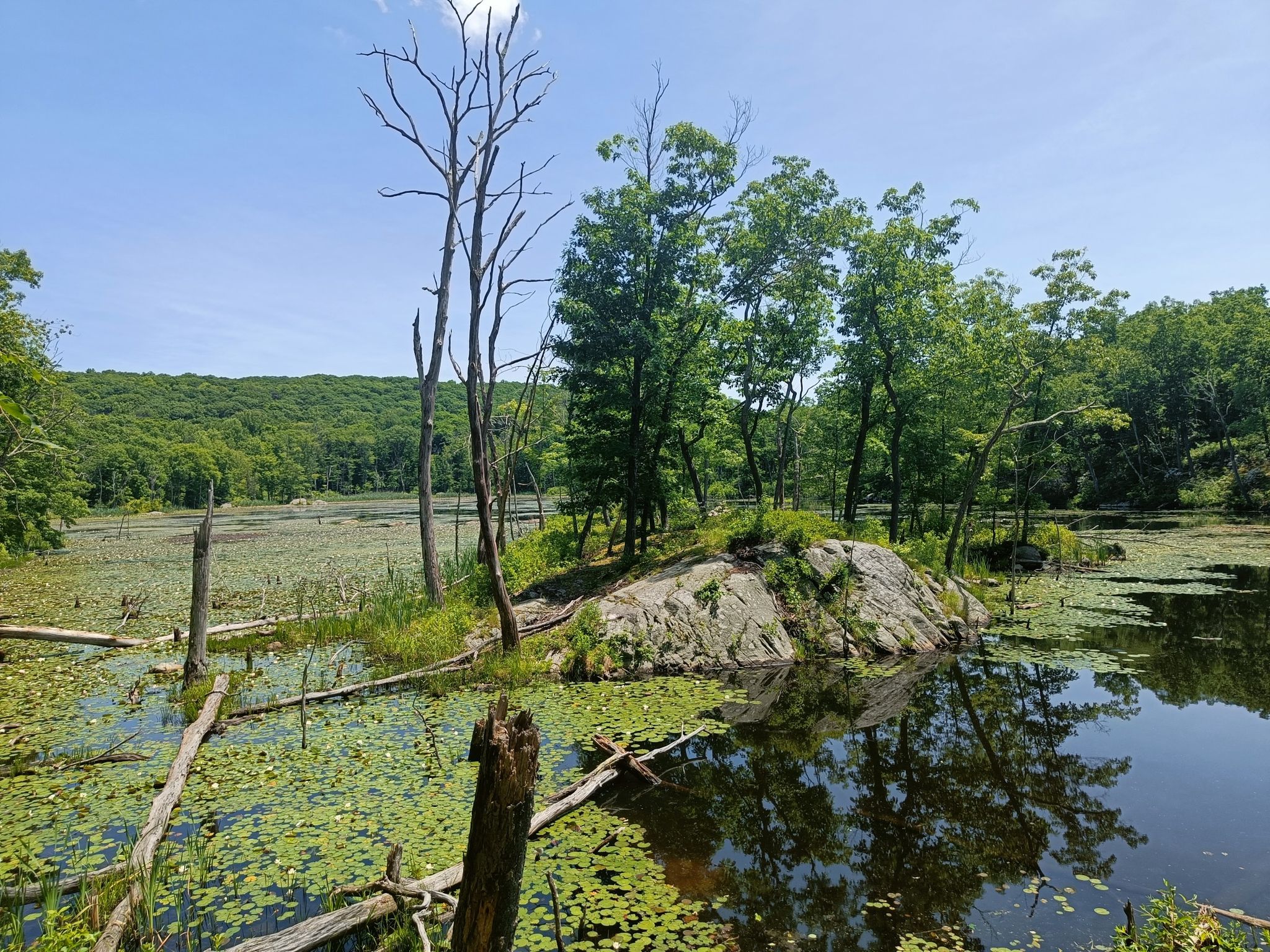 Rocky island with trees in a lily pad covered marsh under bright daylight. - Red Loop Trail