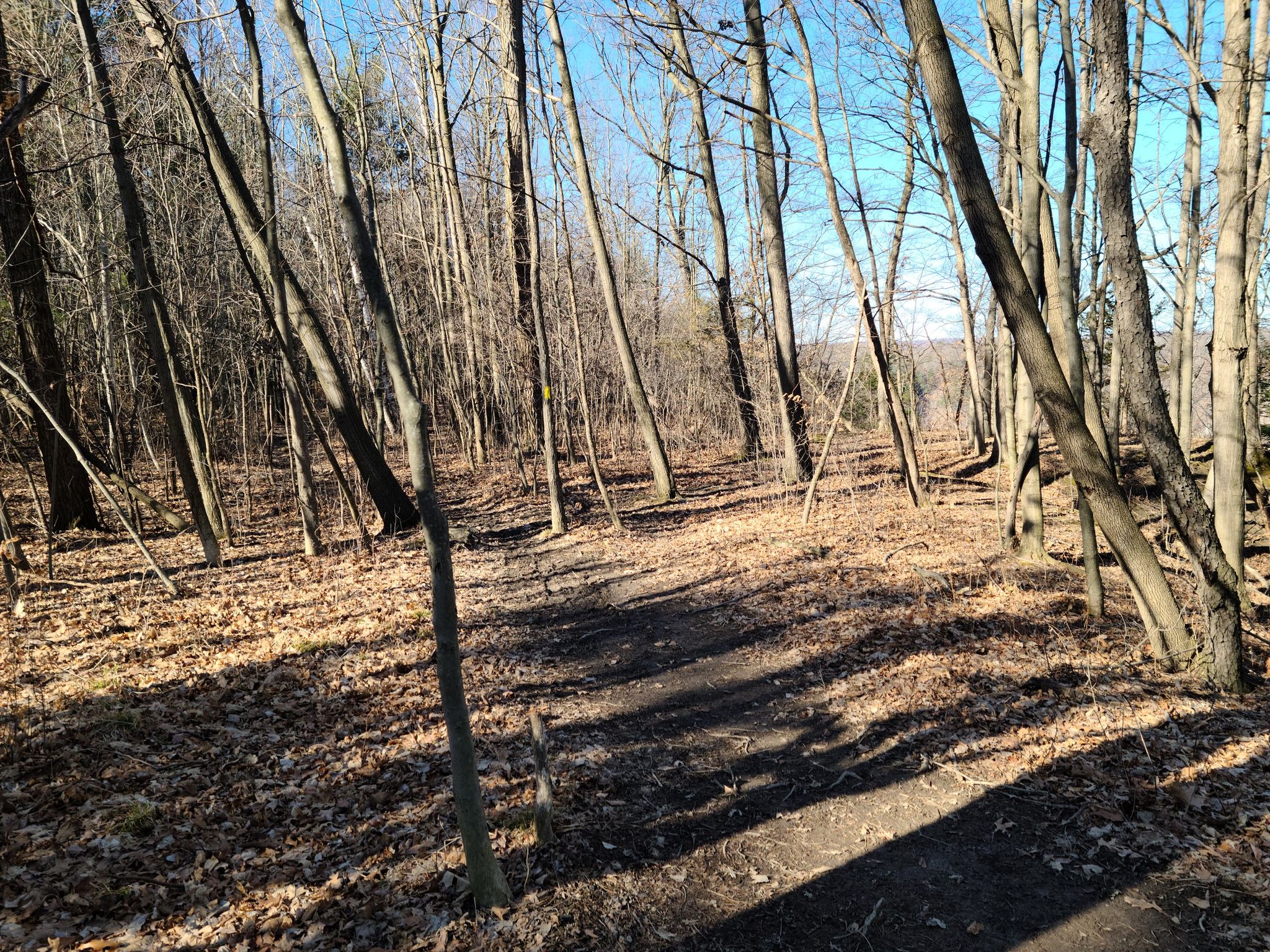 A sun-dappled forest path through bare trees with many fallen leaves. - Letchworth Trail
