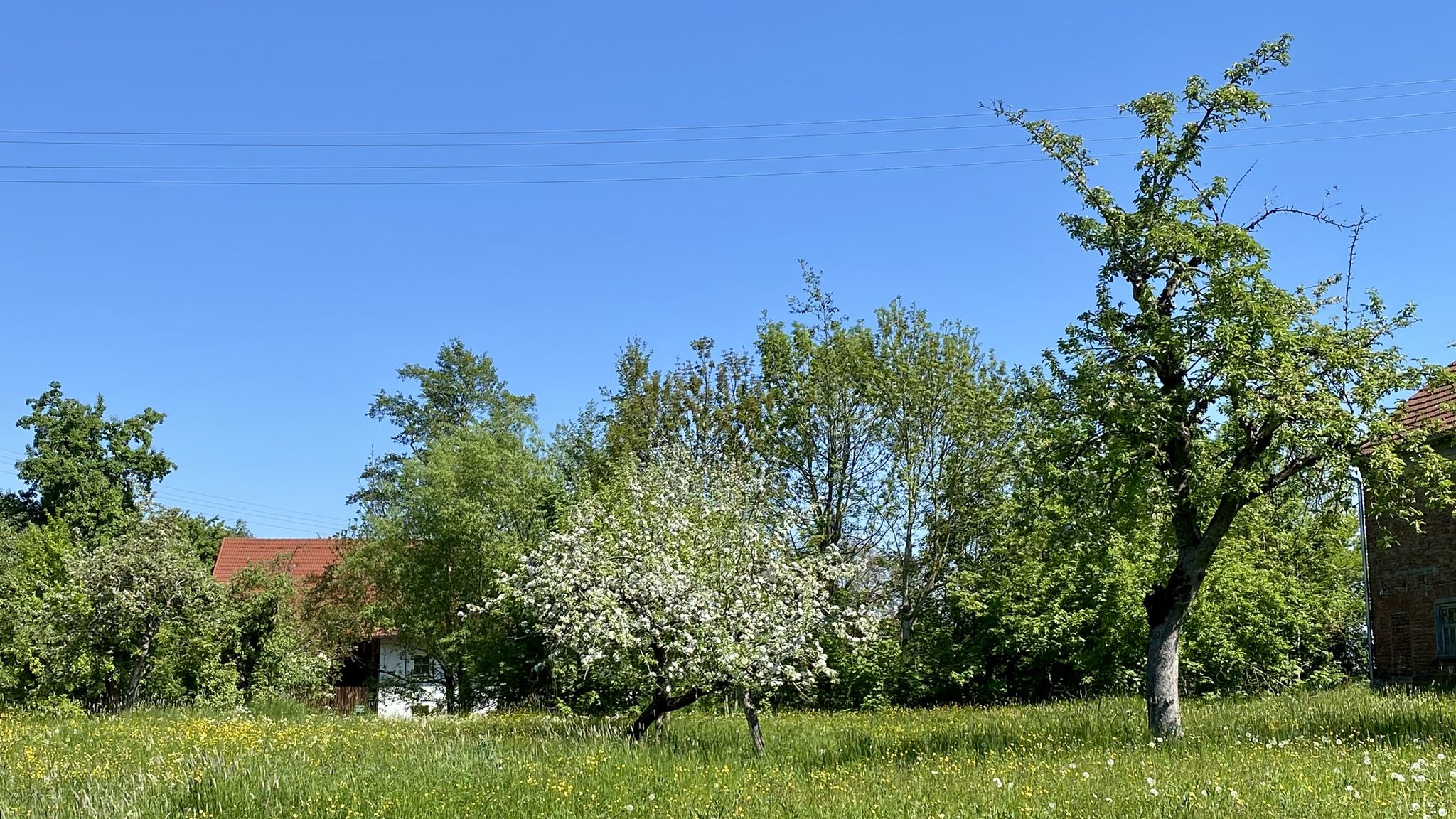 letzte Obstblüten