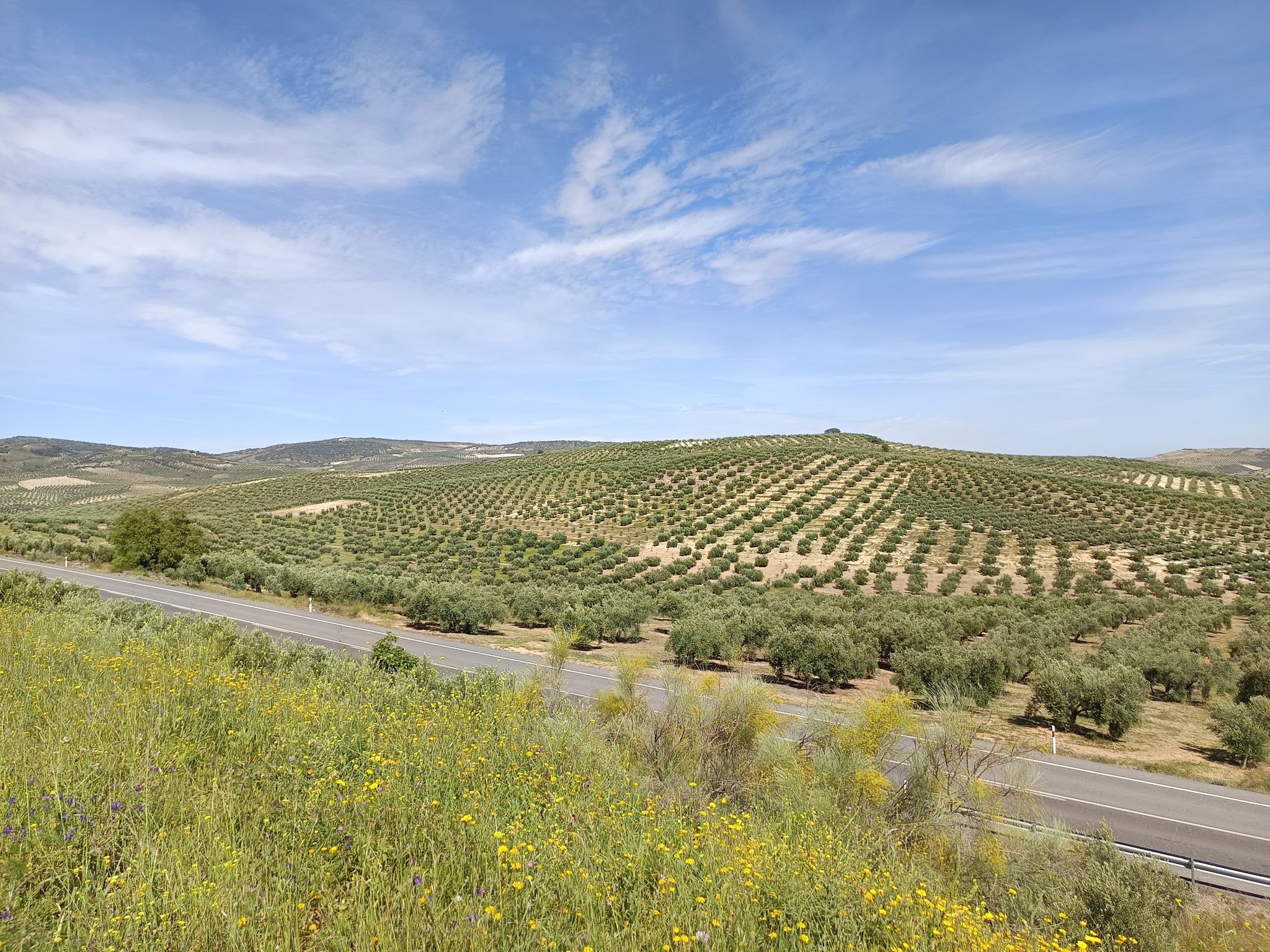 mar de olivos