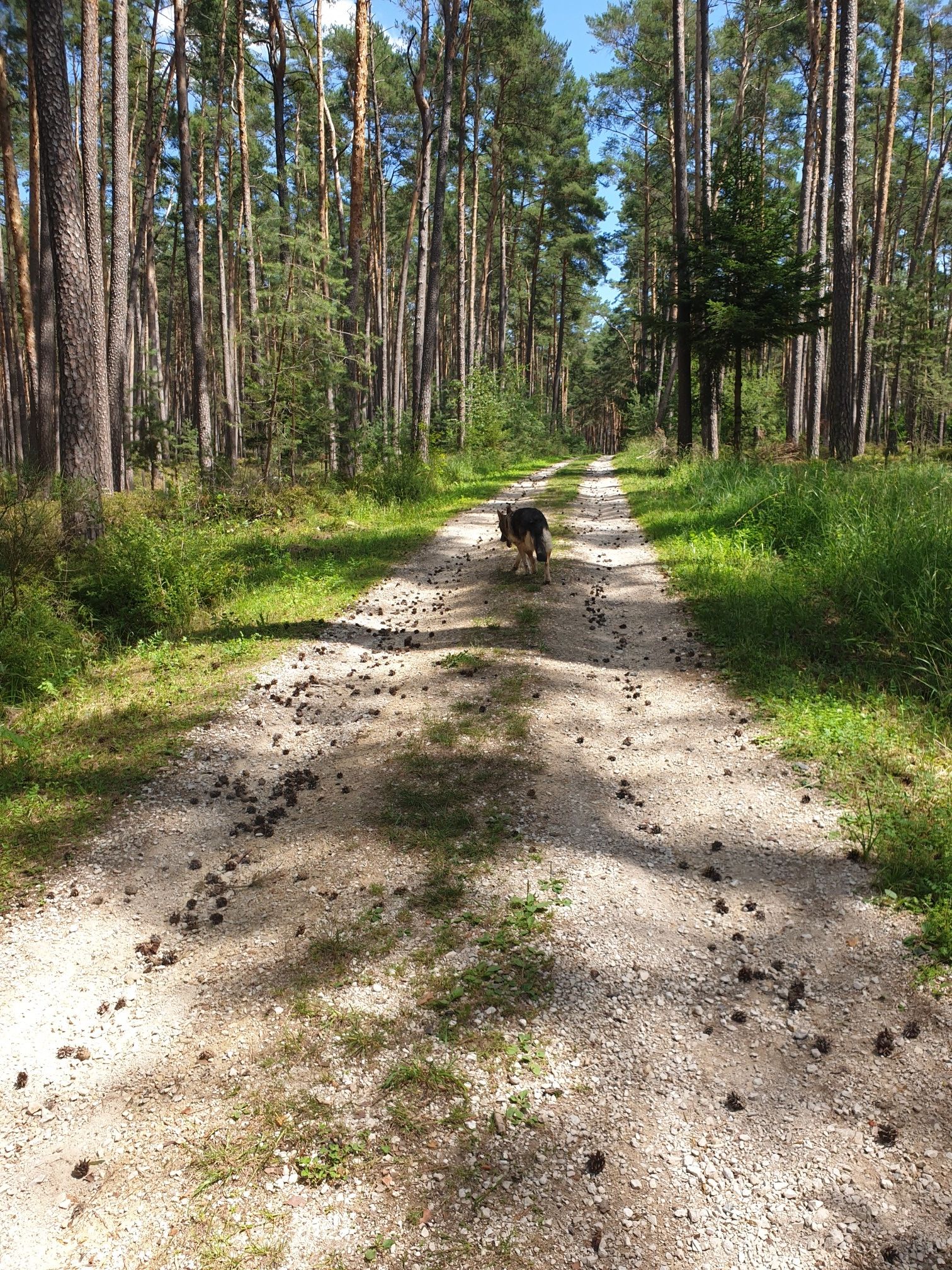 gur begehbare Waldwege