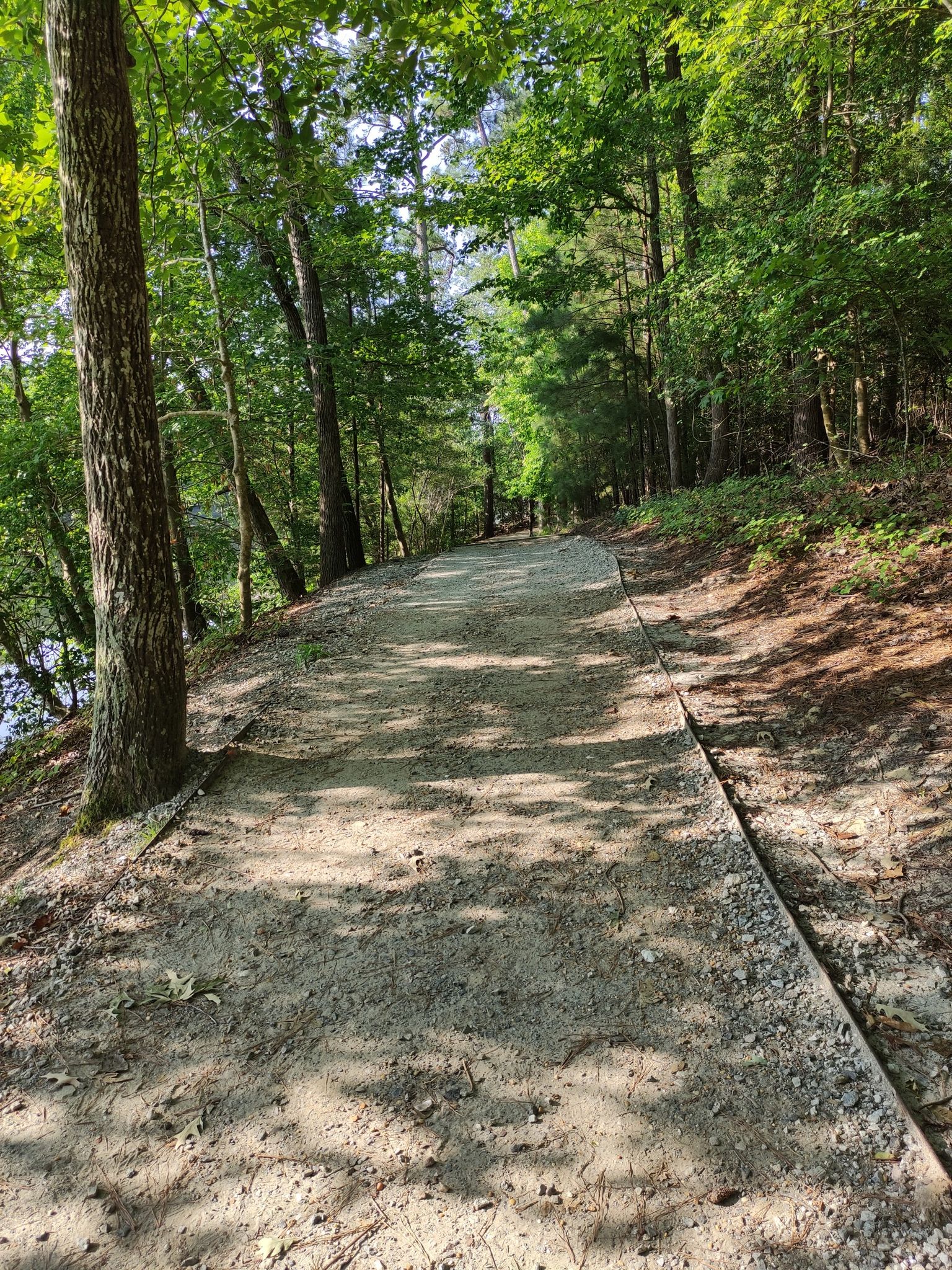 Sunny dirt path winding through a dense green forest. - Holly Tree Overlook – The Mariners' Museum loop from Christopher Newport University