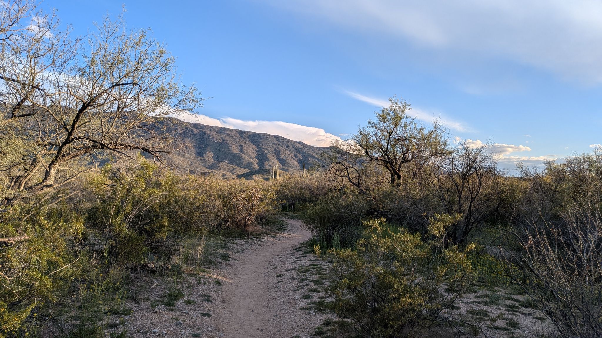 Dirt path through desert shrubs with distant mountains under a blue sky. - Loma Verde Loop