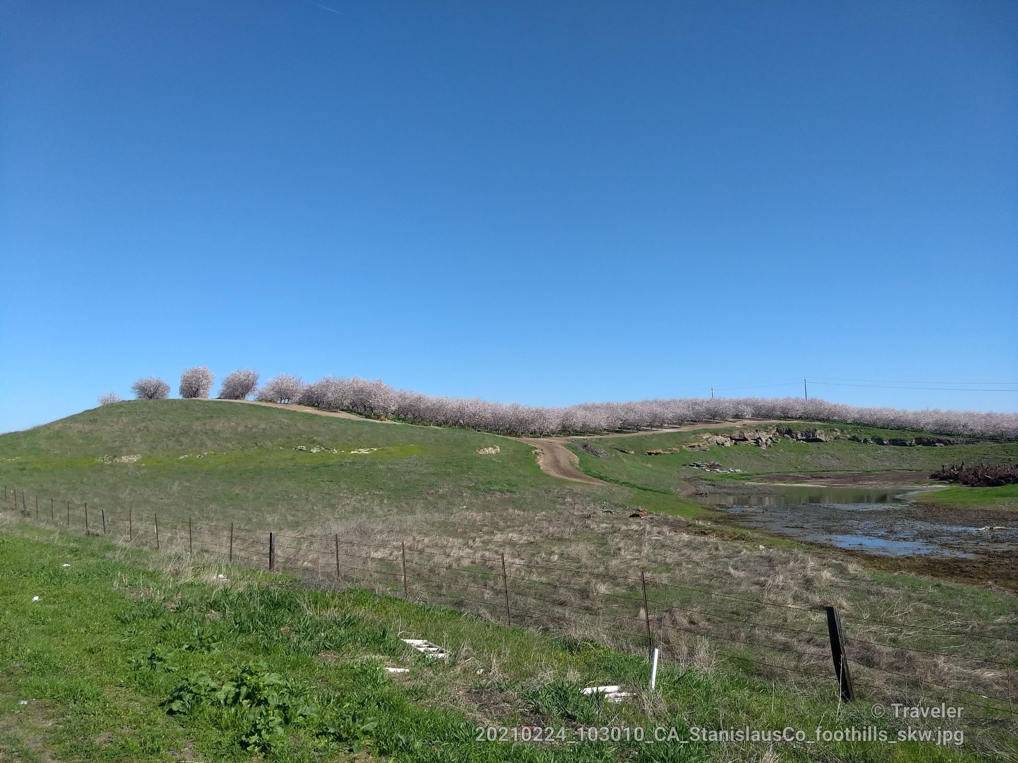 Rolling green hills with a line of white-blossomed trees under a clear blue sky. - Oakdale & Waterford loop via Willms Road