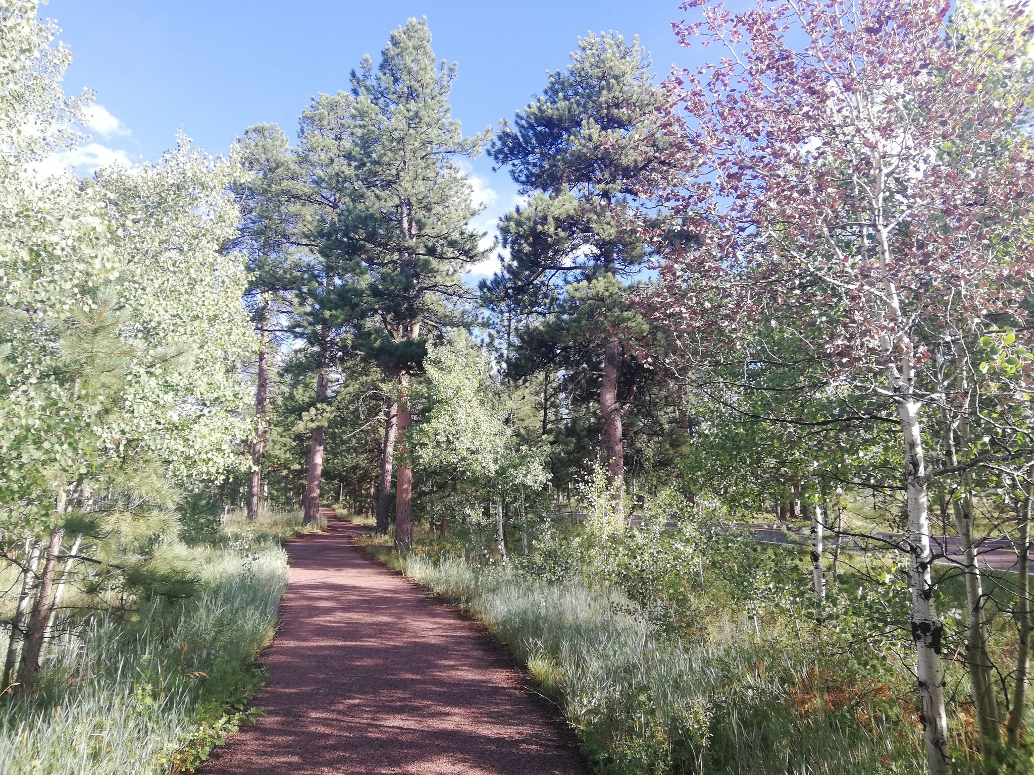 A winding dirt path through a sun-dappled forest of mixed trees. - Centennial Trail