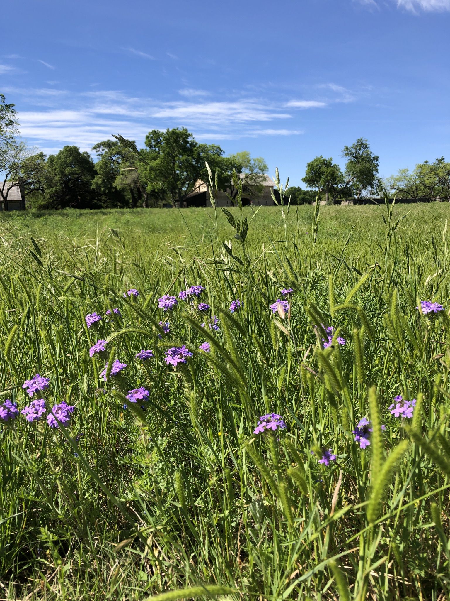 Purple wildflowers bloom in a sunny green field with distant trees. - LBJ Walking Trail