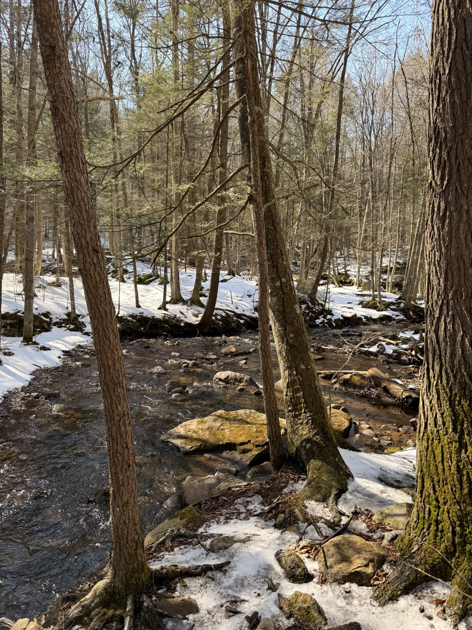 Sunny forest stream with snow patches and tall trees. - Loyalsock Canyon Vista loop from Worlds End State Park
