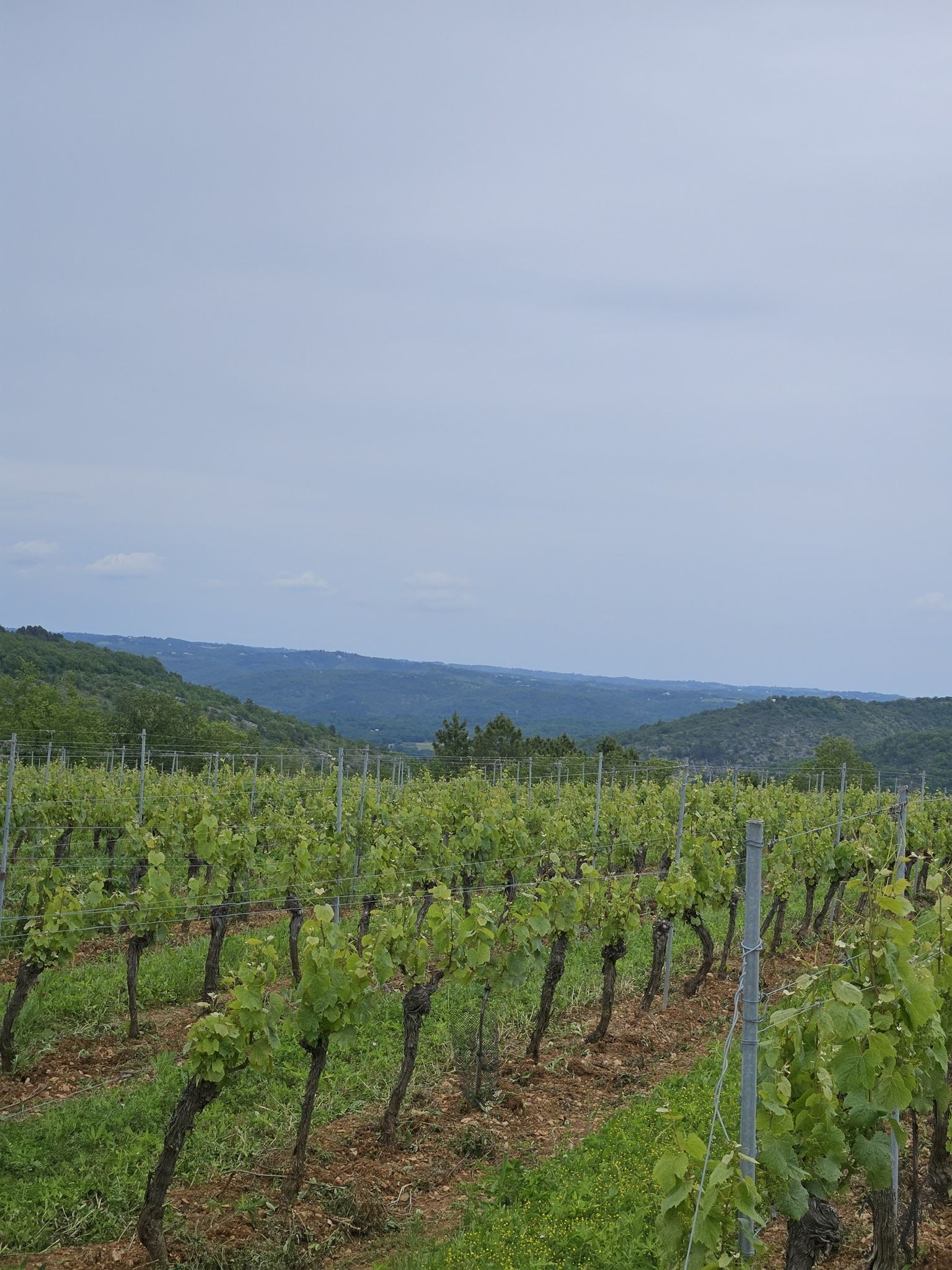 Vue depuis cournou