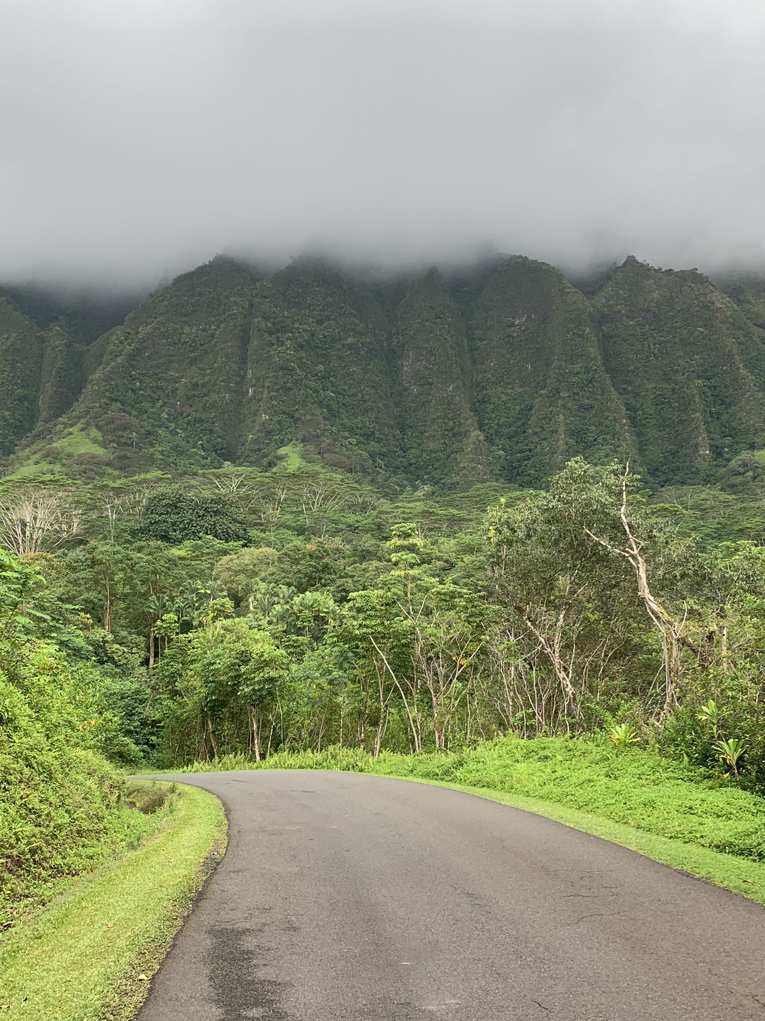 Paved road curves into a dense forest with cloud-covered mountains. - Kailua Beach Park – Lanikai Beach loop from Kailua