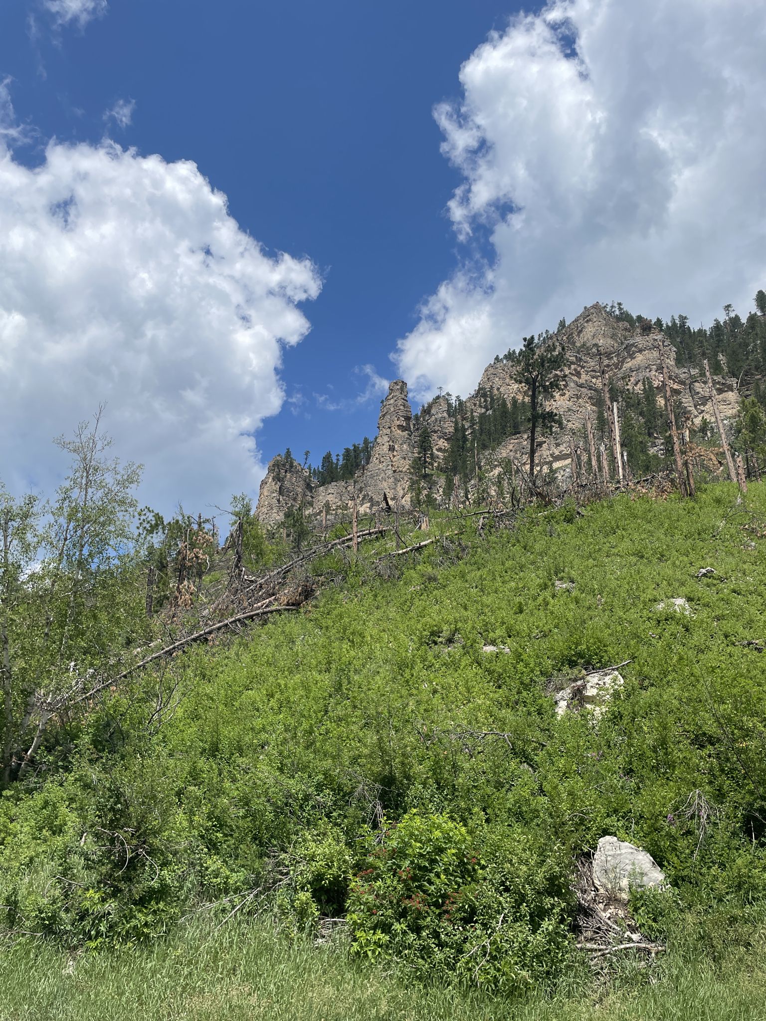 Steep, green hillside with rocky outcrops and fallen trees under a blue sky. - Spearfish Falls – Dinosaur Park Viewpoint loop from Sturgis Reservoirs