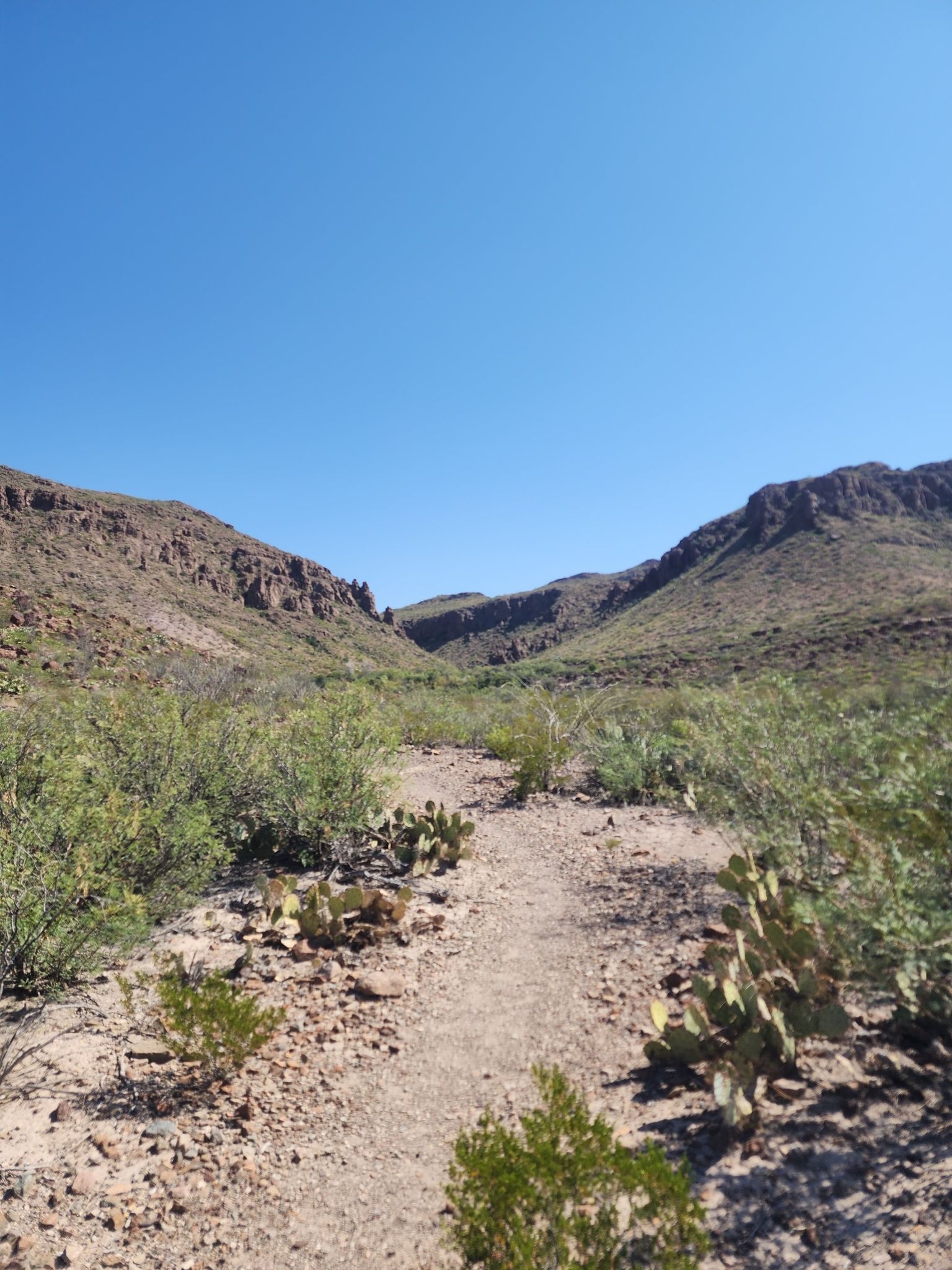 A desert trail leads into a canyon under a clear blue sky. - Mule Ears Trail