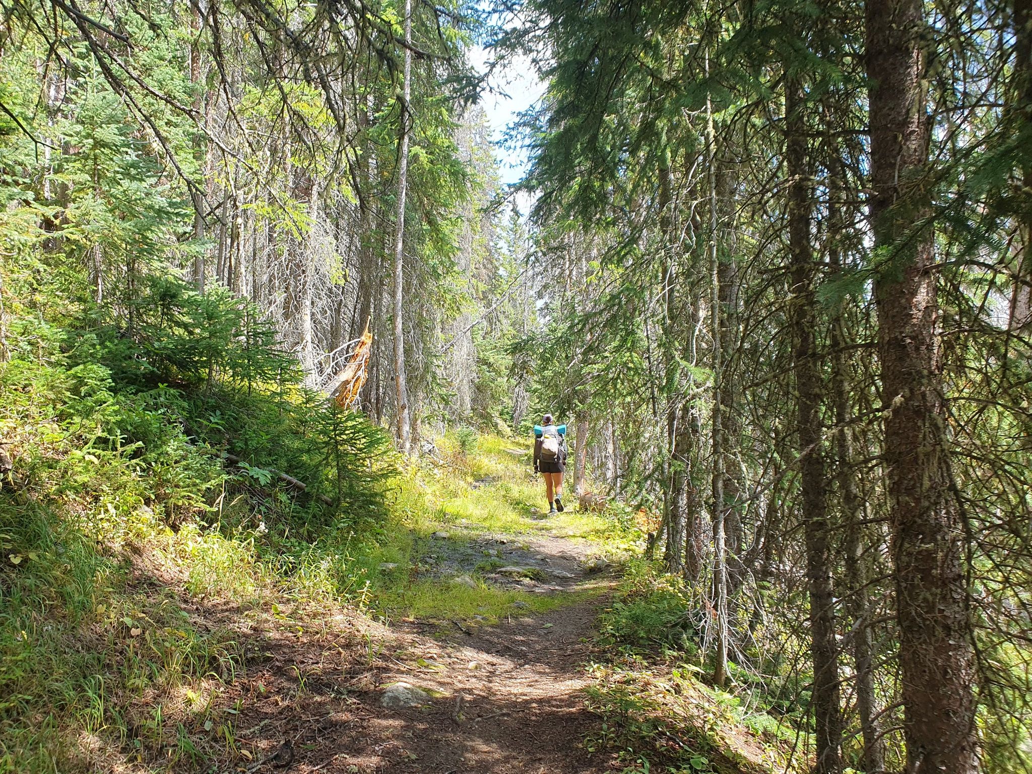 Hiker with backpack walks on a sunlit dirt trail through a dense evergreen forest. - Baker Gulch to Bowen Gulch Lake