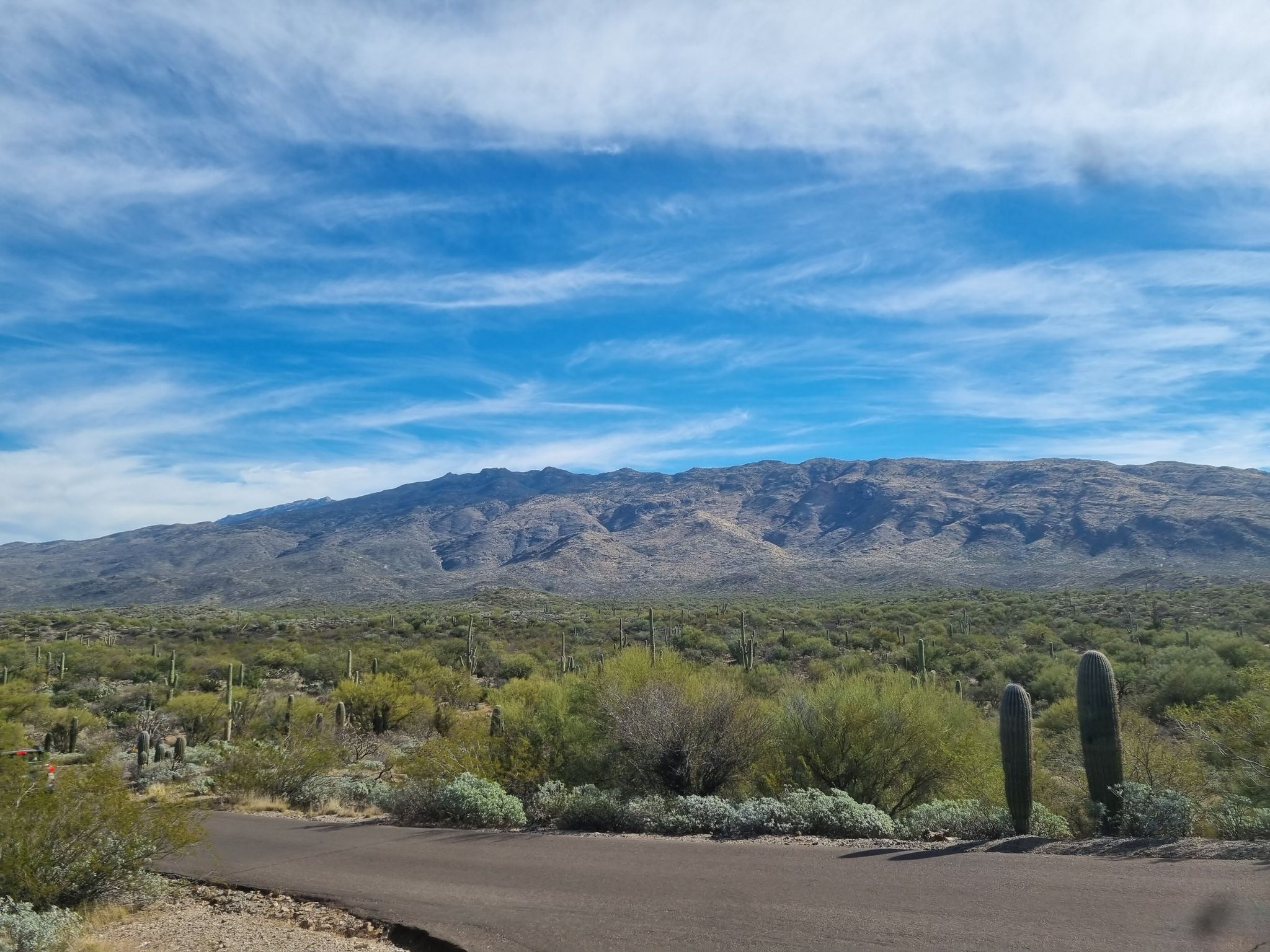 Desert landscape with mountains, cacti, and a road under a blue sky. - Cactus Forest Drive – Javelina Rocks loop from Pink Hill