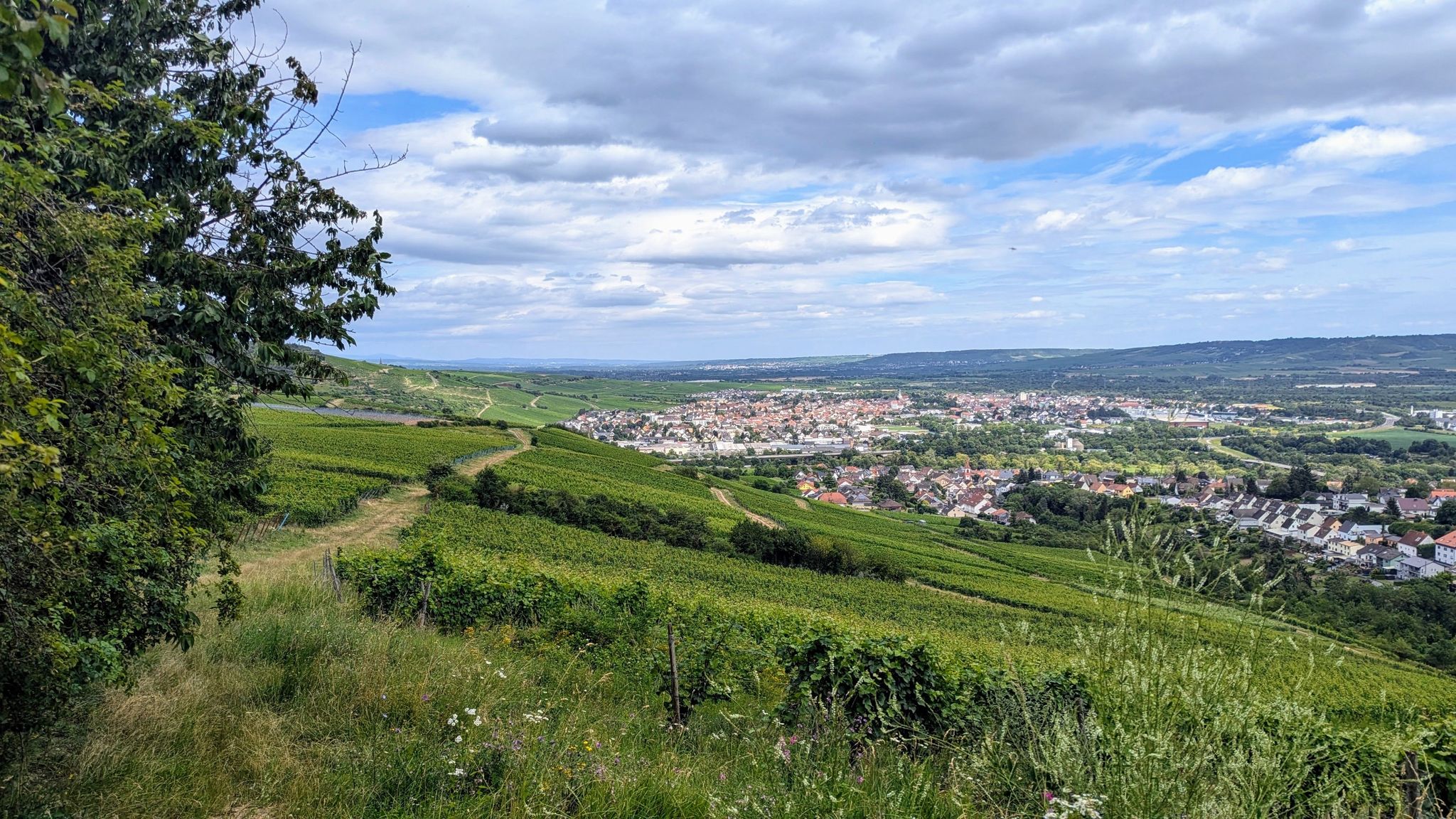 Weinberge von Münster-Sarmsheim