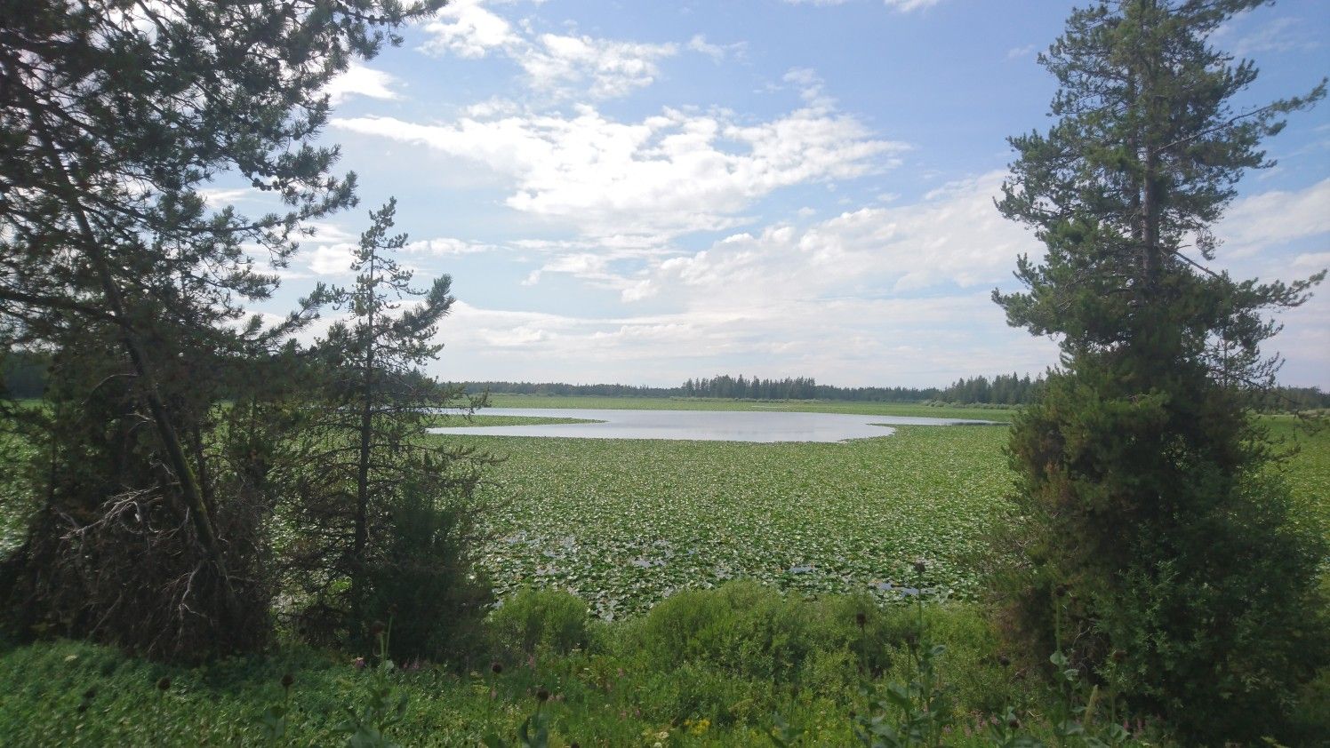A lake covered in green lily pads under a cloudy sky. - Great Divide Mountain Bike Route