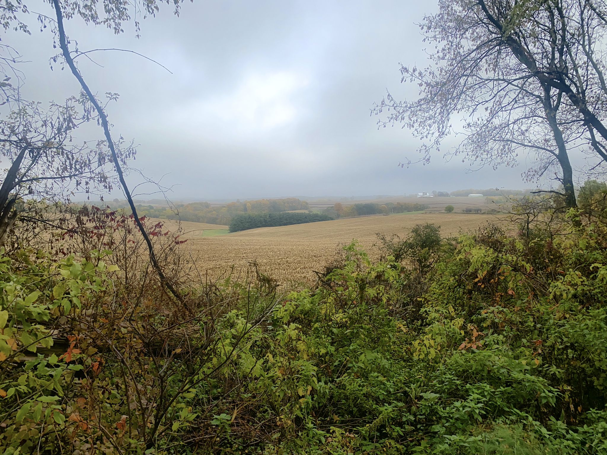 Overcast view of autumn fields and dense brush under a gray sky. - 400 Acre Ranch loop from Blue Mound State Park