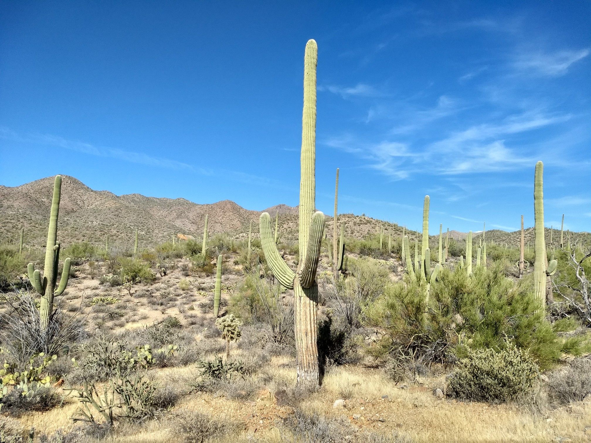 Desert landscape with many saguaro cacti and mountains under a clear blue sky. - Tucson Mountain Park loop from Old Tucson