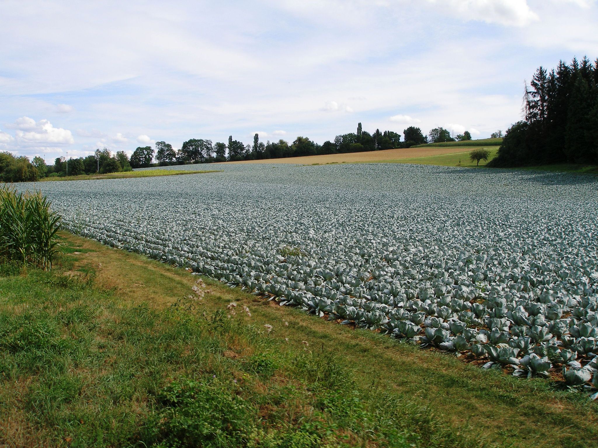 Gemüseanbau bei Ilsfeld