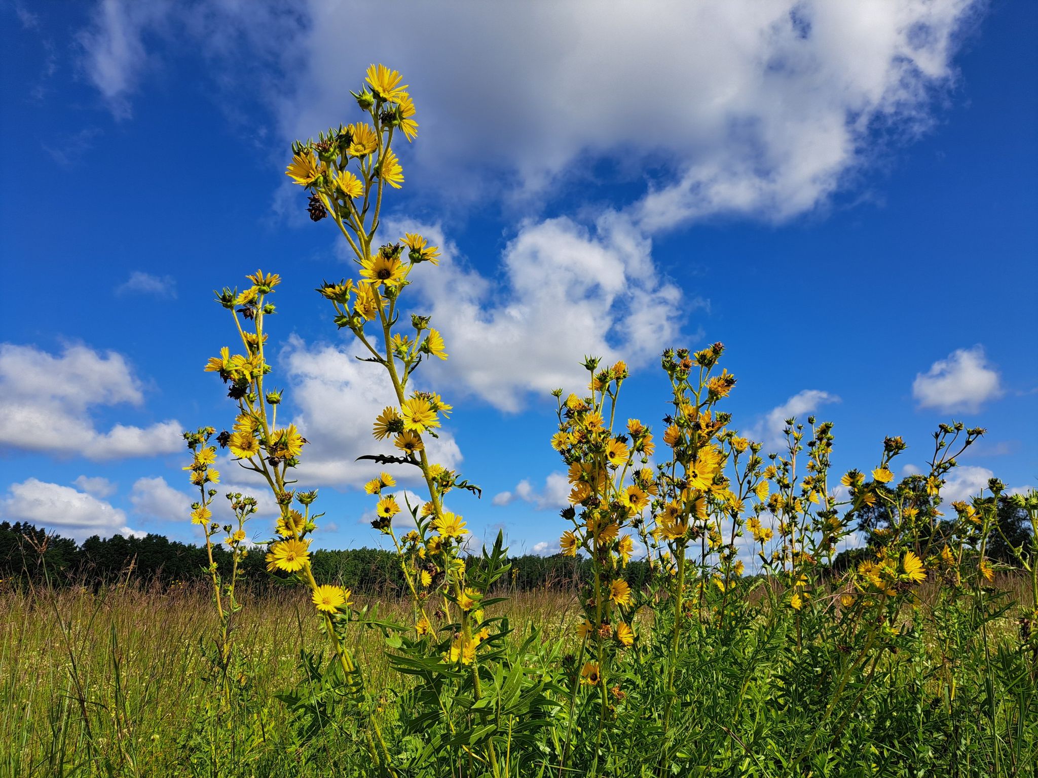 Vibrant yellow wildflowers reaching towards a bright blue, cloudy sky. - Rubber Duck Pond loop from Lake Villa