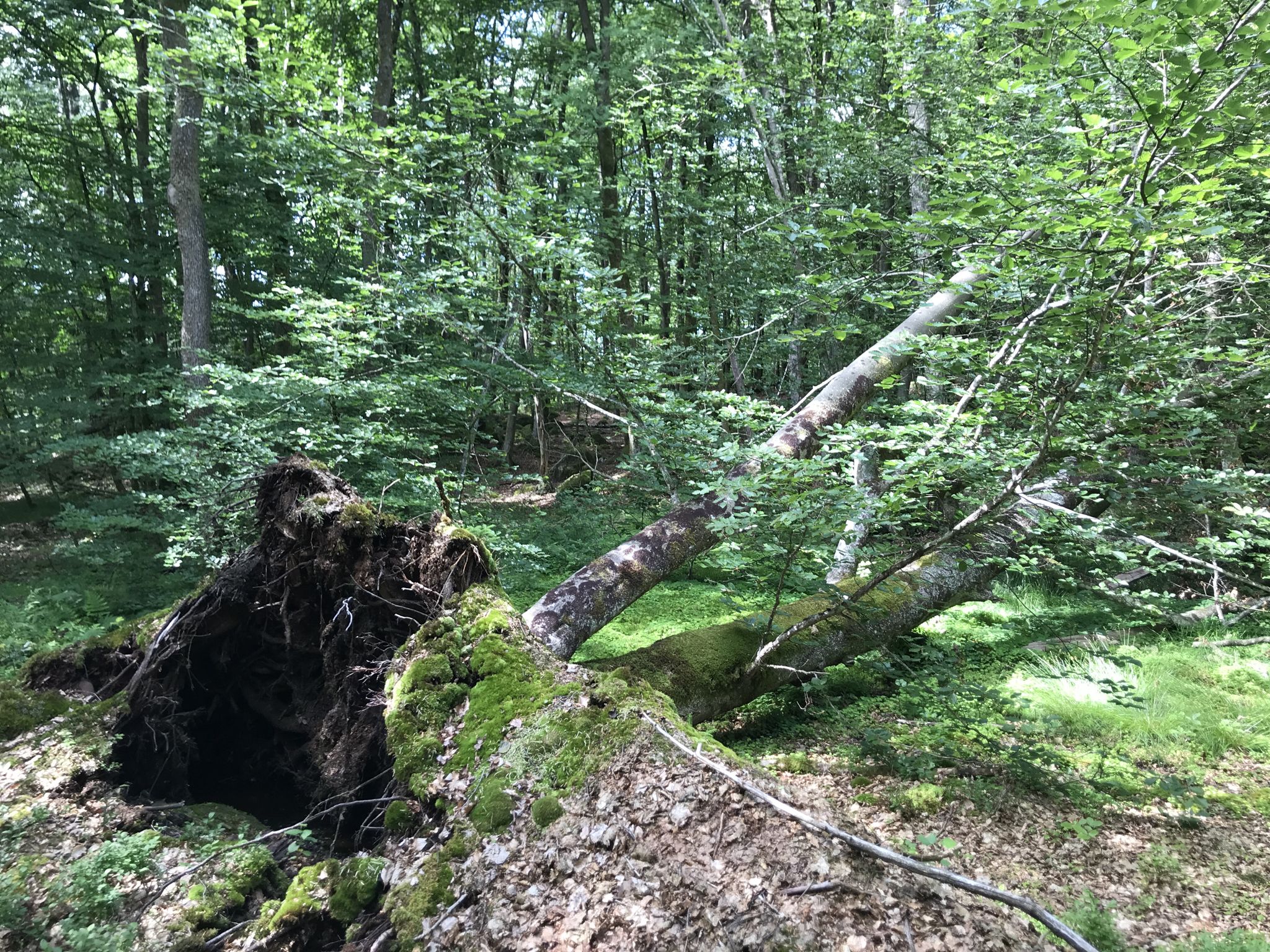 Umgestürzter Baum