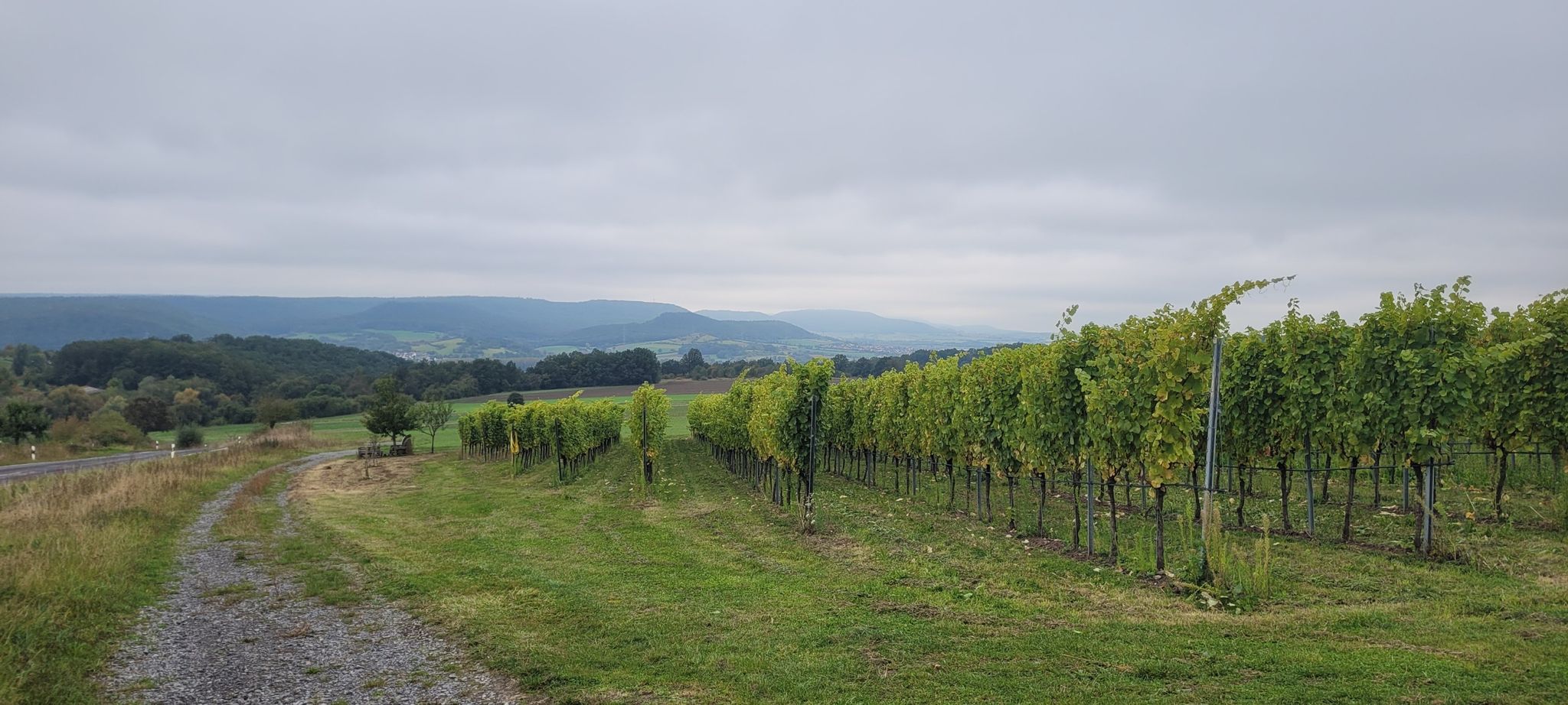 Weinberge