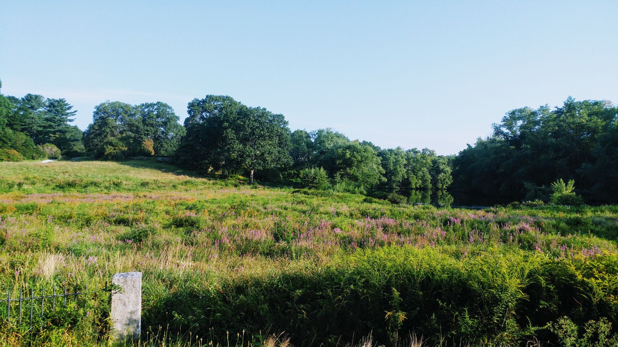 A vast field of green and purple wildflowers under a clear blue sky. - Old North Bridge Trail