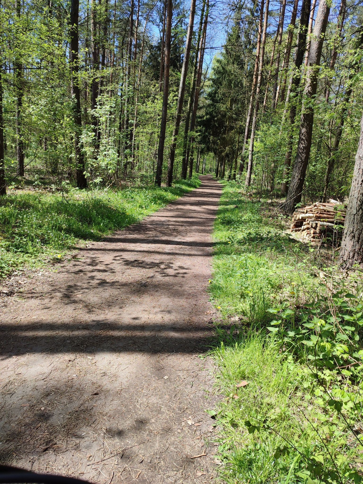 leśna