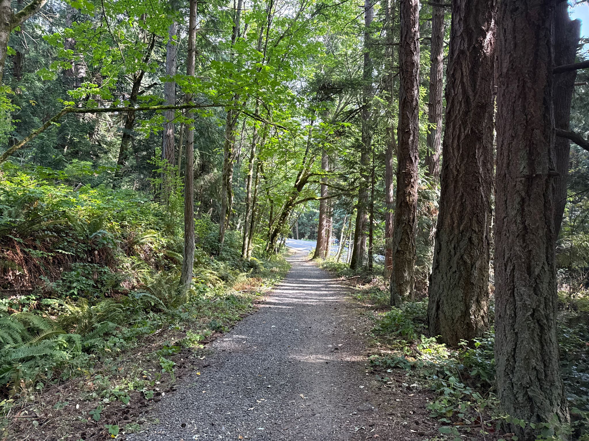 Gravel path through a sunlit forest, leading towards a bright clearing. - Fairhaven Park Labyrinth – Fairhaven Park Labyrinth loop from Bellingham Fairhaven