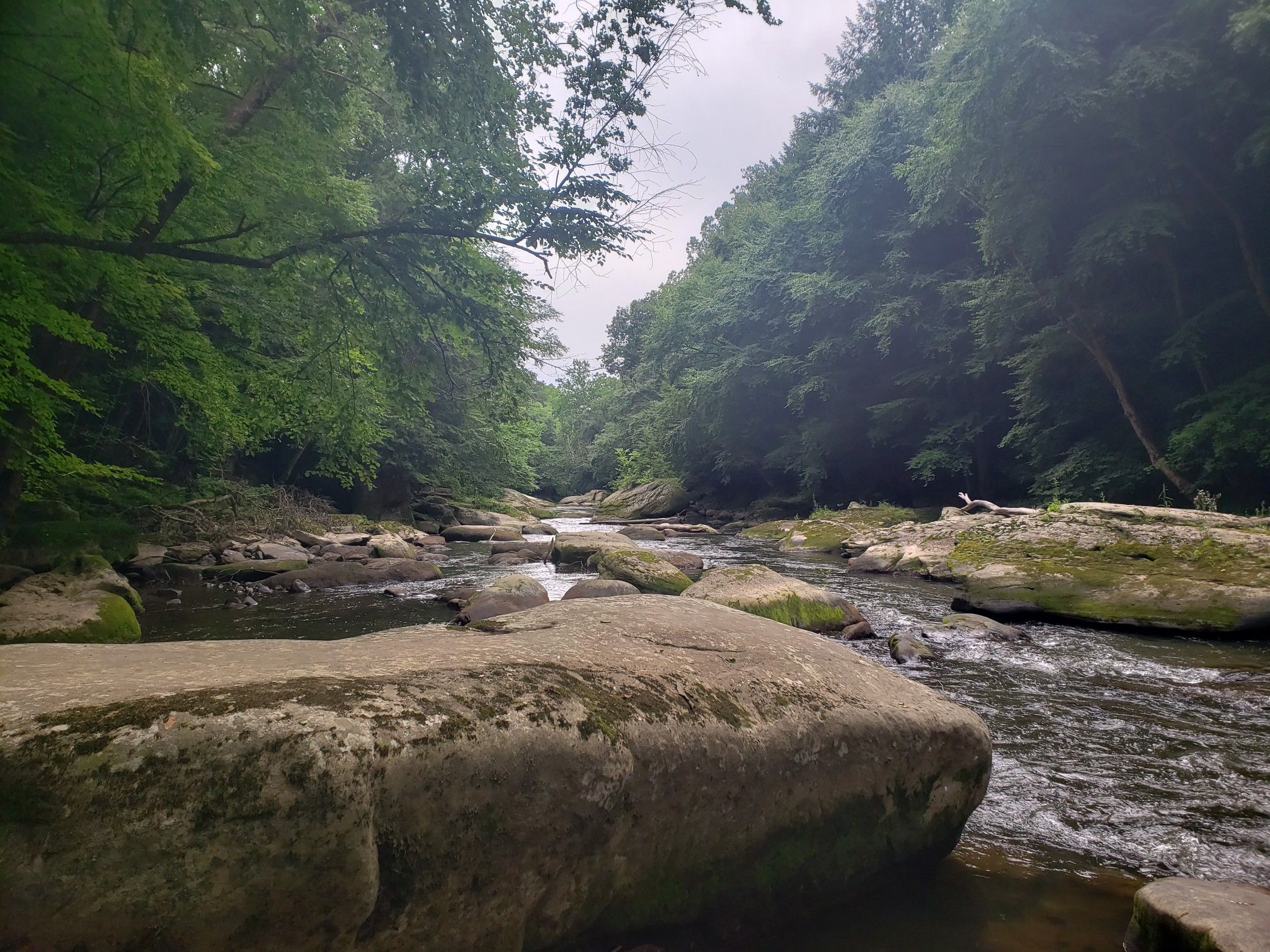 A rocky river flows through a dense, green forest under an overcast sky. - Slippery Rock Gorge and Kildoo Trail Loop