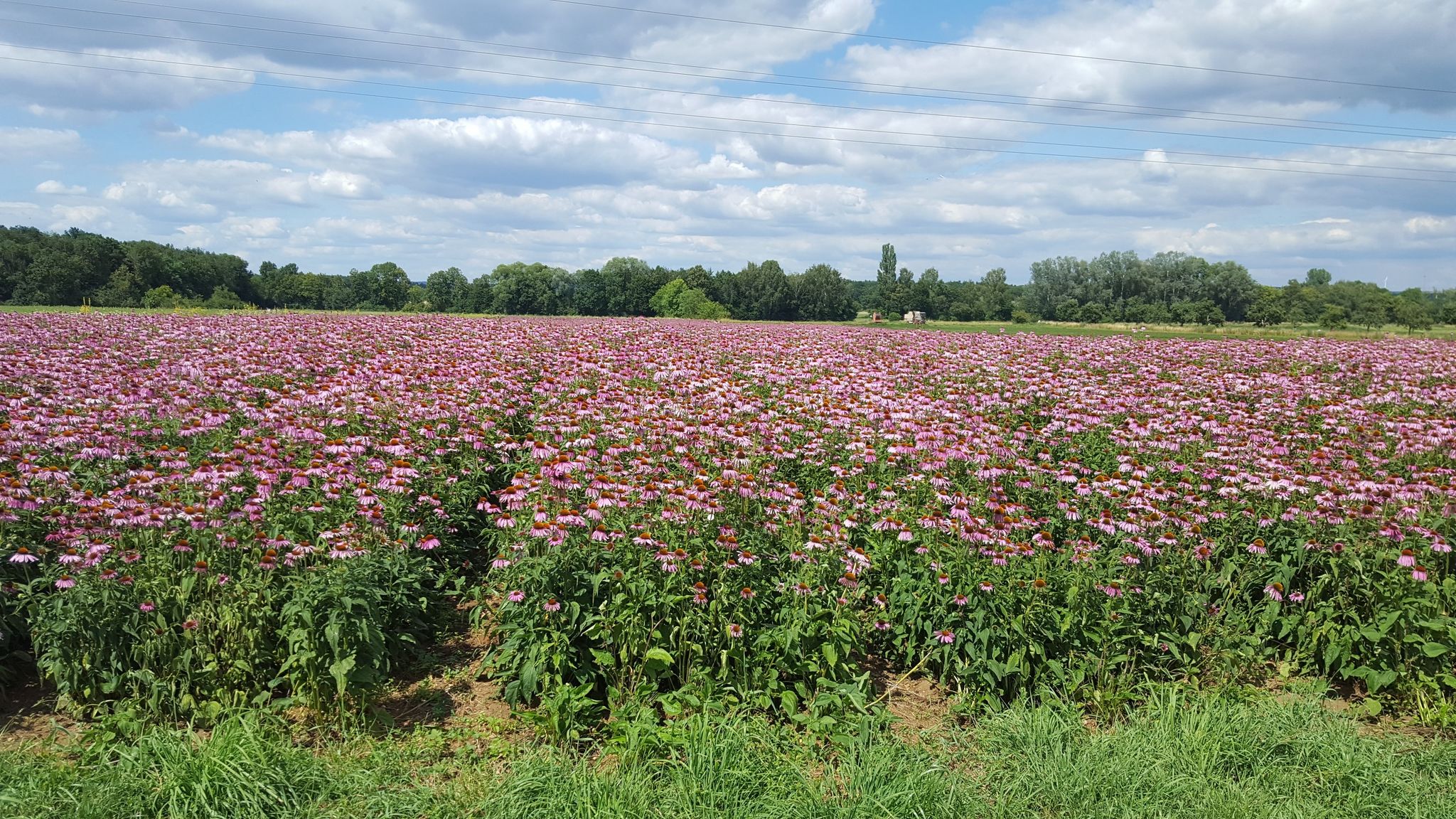 echinacea