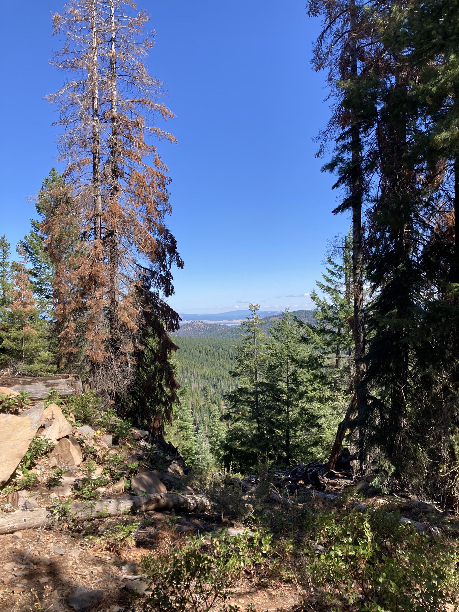 Tall trees frame a sunny, expansive forest valley under a bright blue sky. - Spence Mountain loop from Spence Mountain Recreation Area