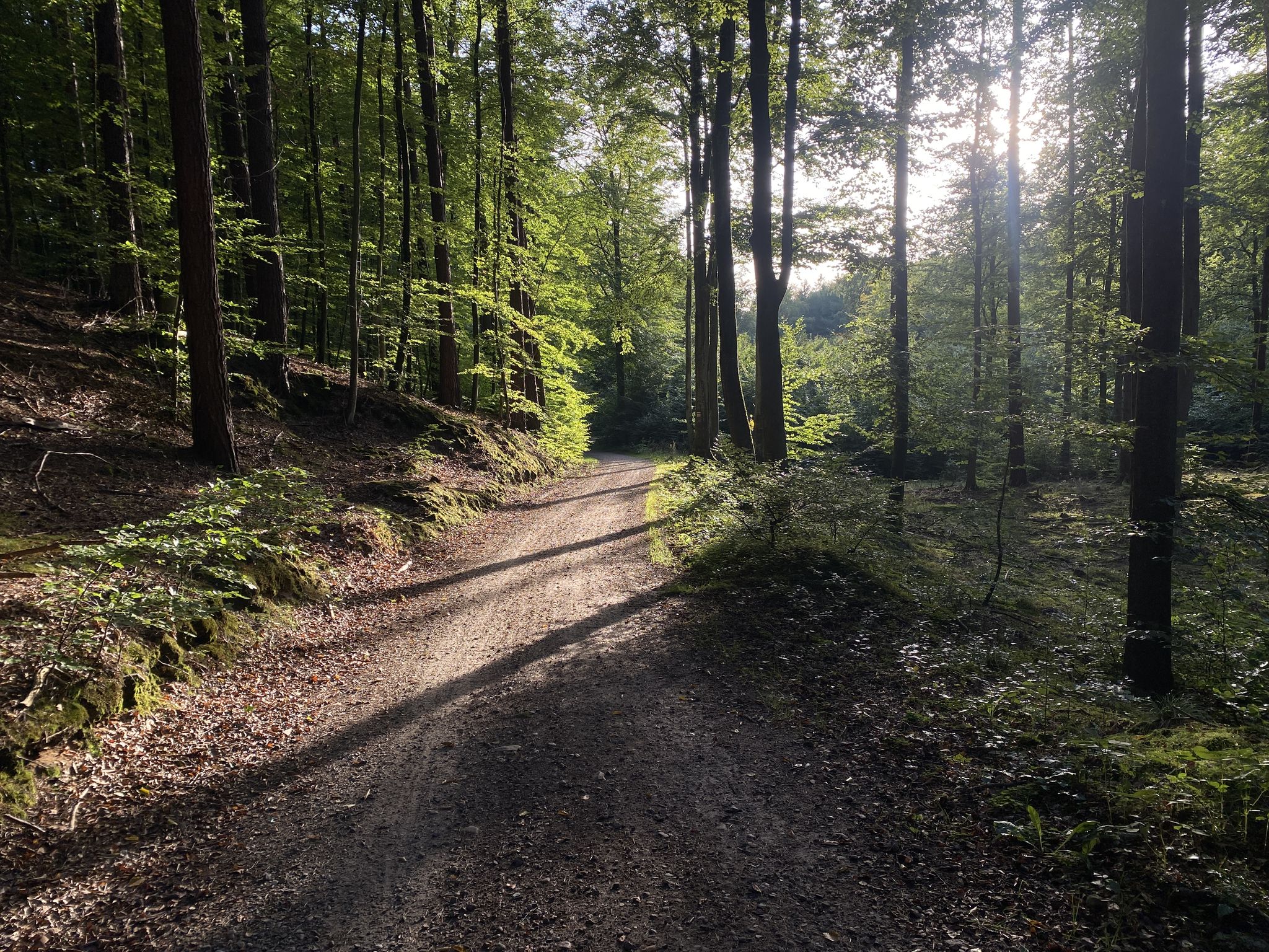 Piękne widoki (szczególnie rano i wieczorem), piękna gruntówka w lesie.