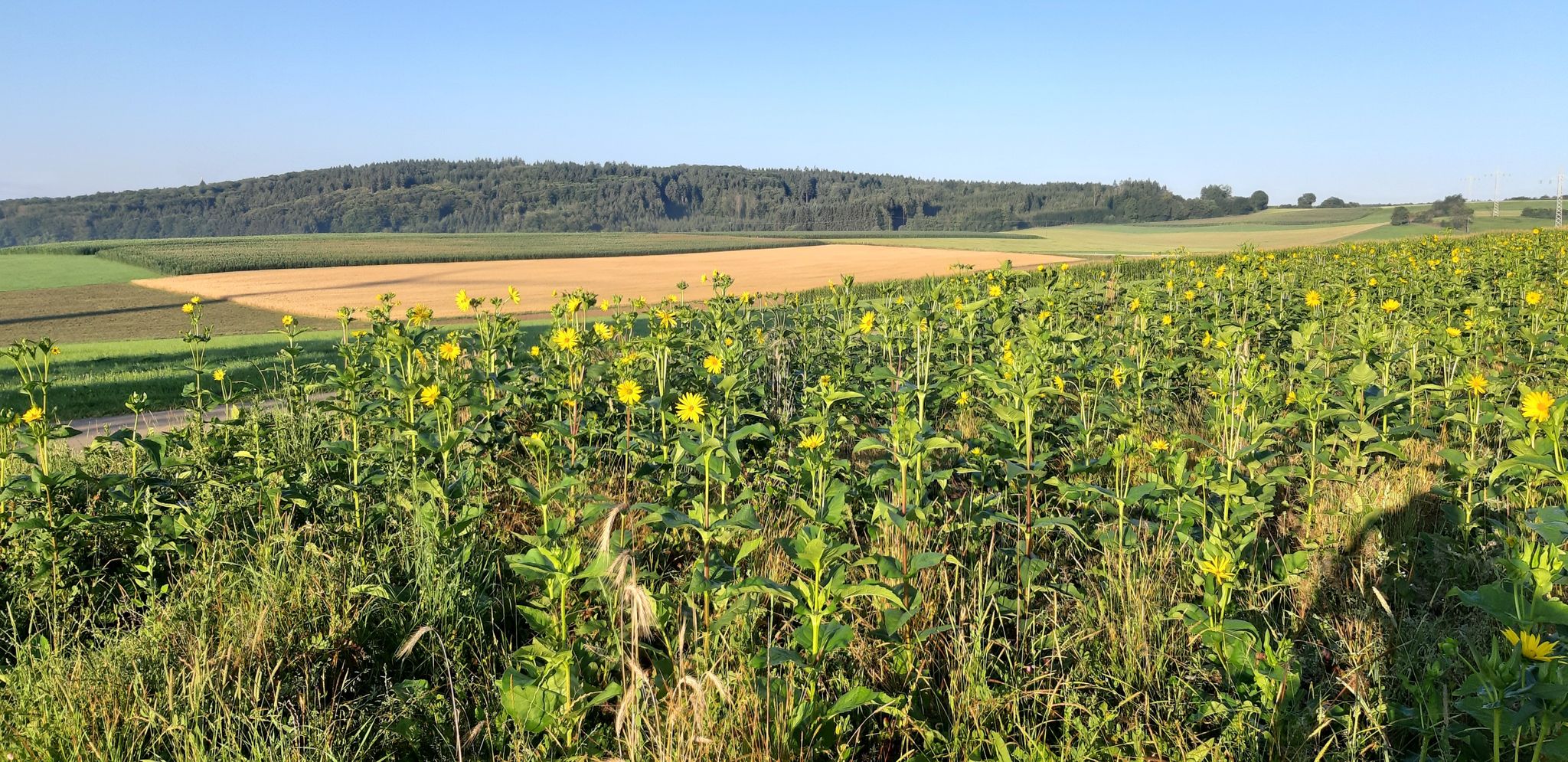 Nach Lauterburg