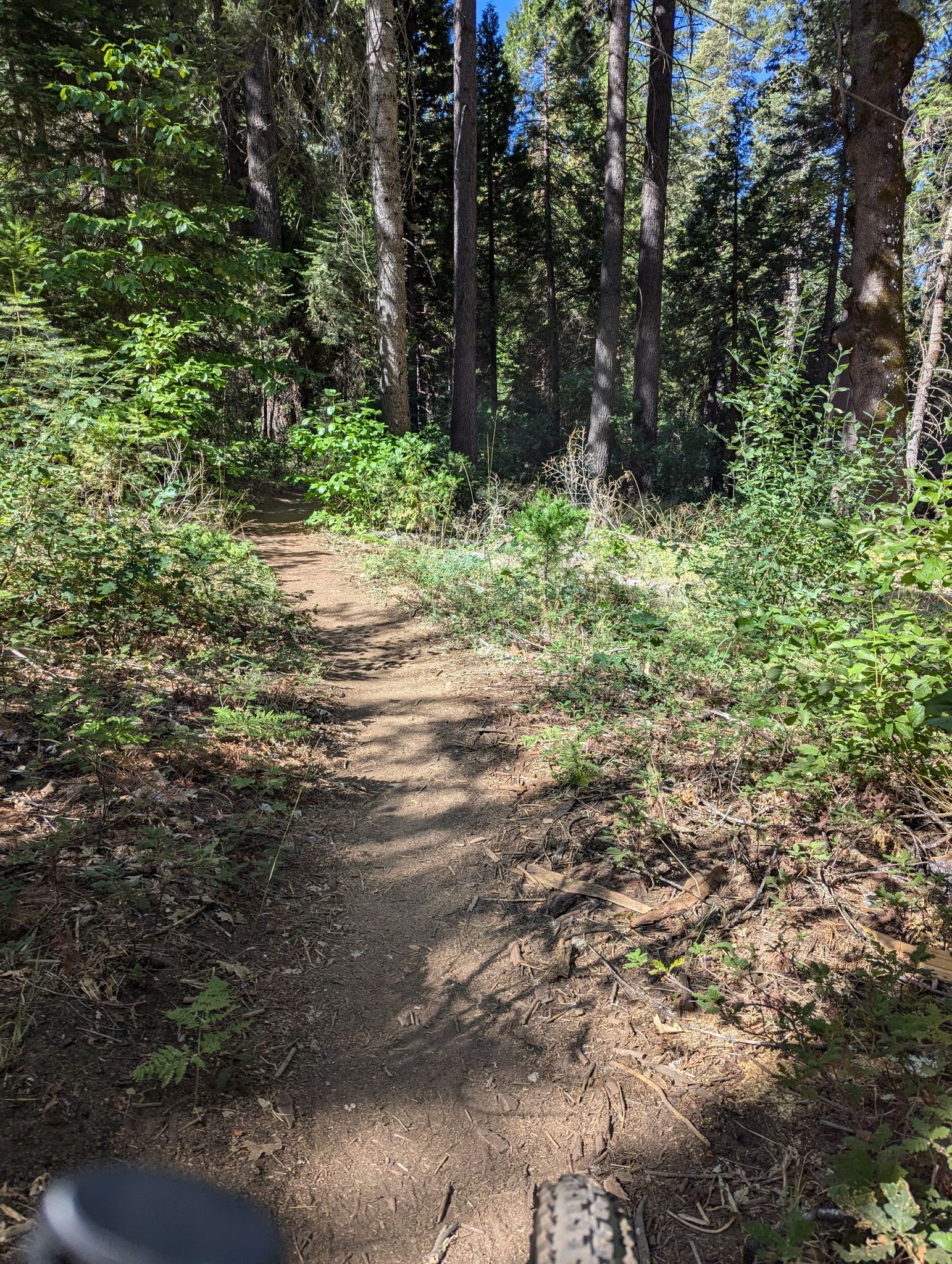 Dirt trail through a sun-dappled forest, with a bicycle tire in the foreground. - Arnold Rim Trail loop from Arnold