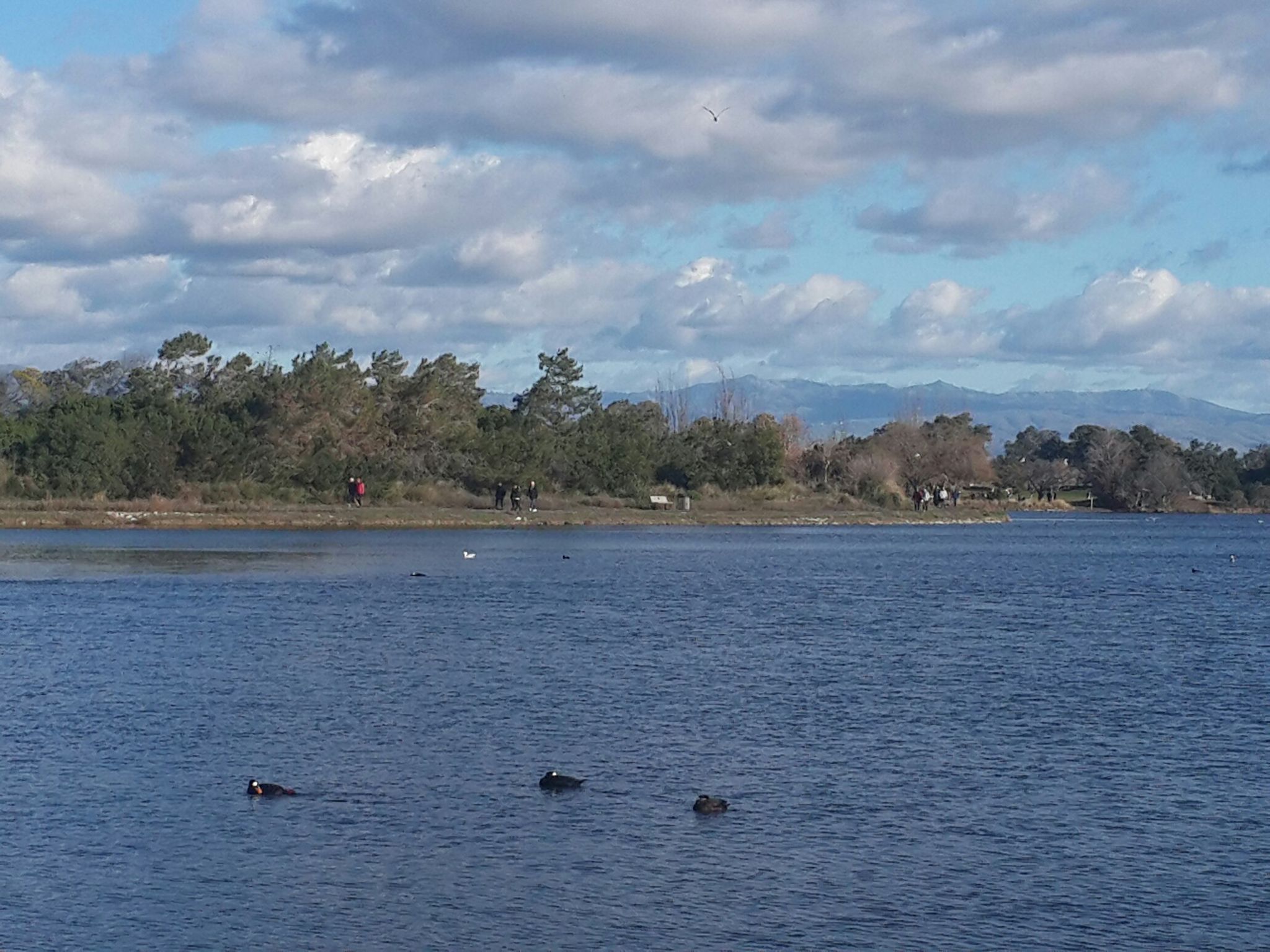 Ducks swim on a lake with a treed shoreline and distant people under cloudy skies. - Shoreline Lake – Shoreline Lake loop from Shoreline Amphitheatre