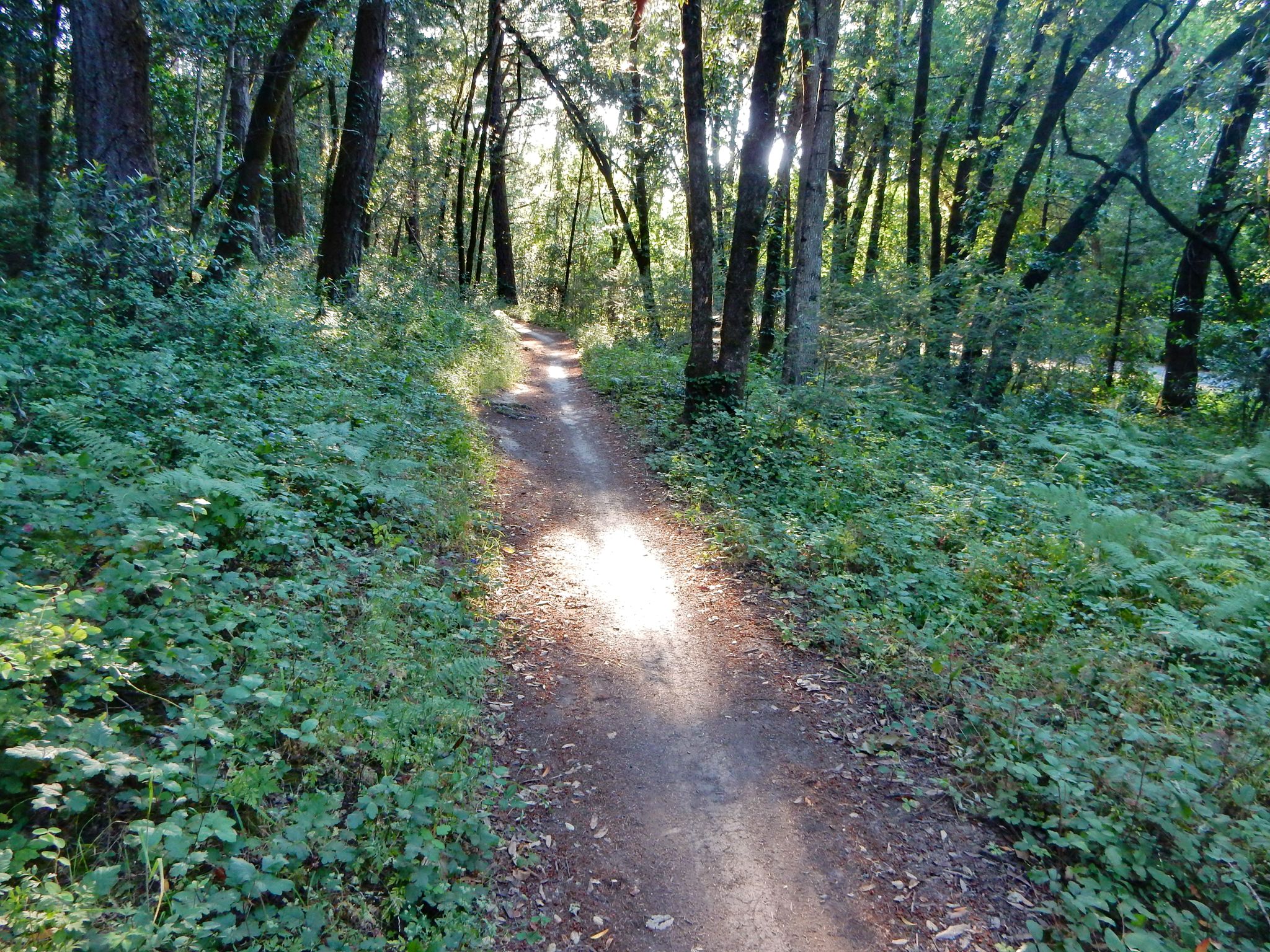 A sunlit dirt path winds through a dense green forest. - Channel, North Burma, and Warren Richardson Loop