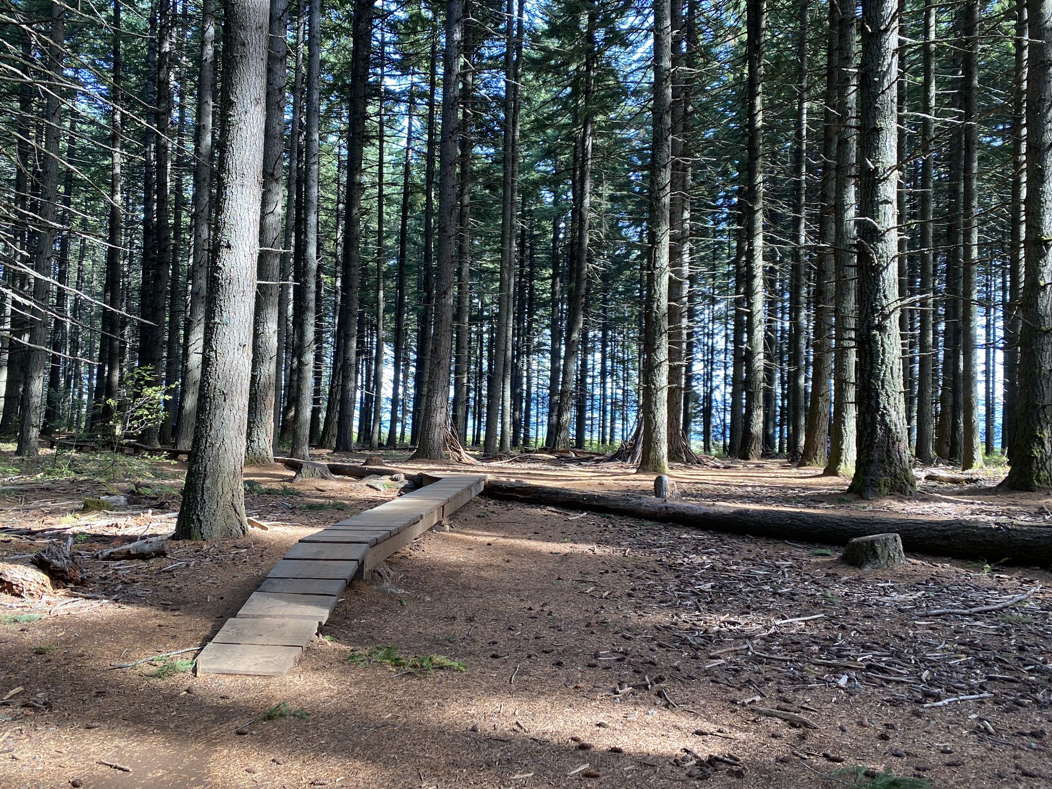 A wooden path winds through a sun-dappled forest of tall trees. - Post Canyon loop