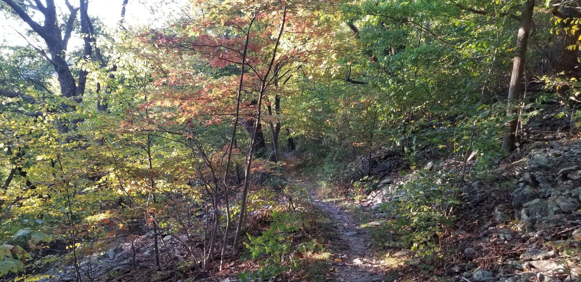Sunlit forest path with autumn foliage and rocky terrain. - Moormans River Loop