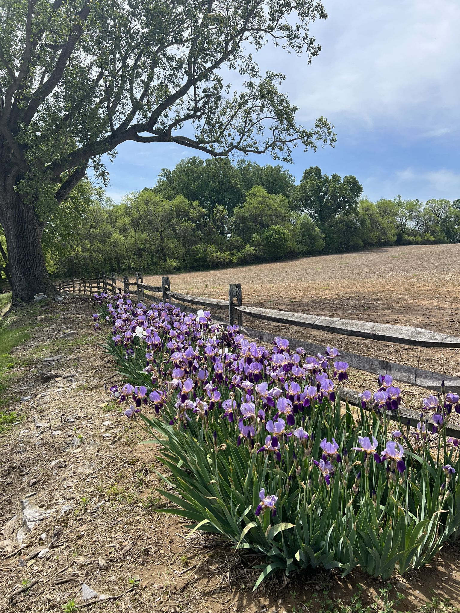 Purple irises blooming along a rustic wooden fence next to a field. - South Mountain loop