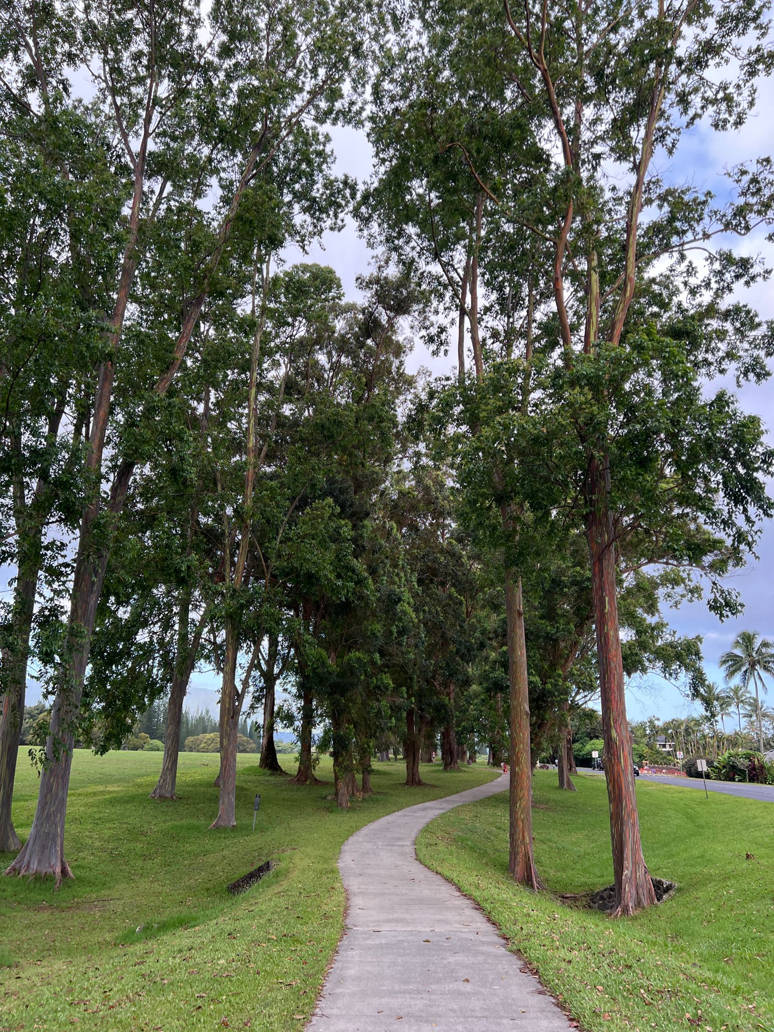 Paved path winding through a grove of tall trees on a cloudy day. - Prince Albert Park – Hanalei Valley Lookout loop from Princeville
